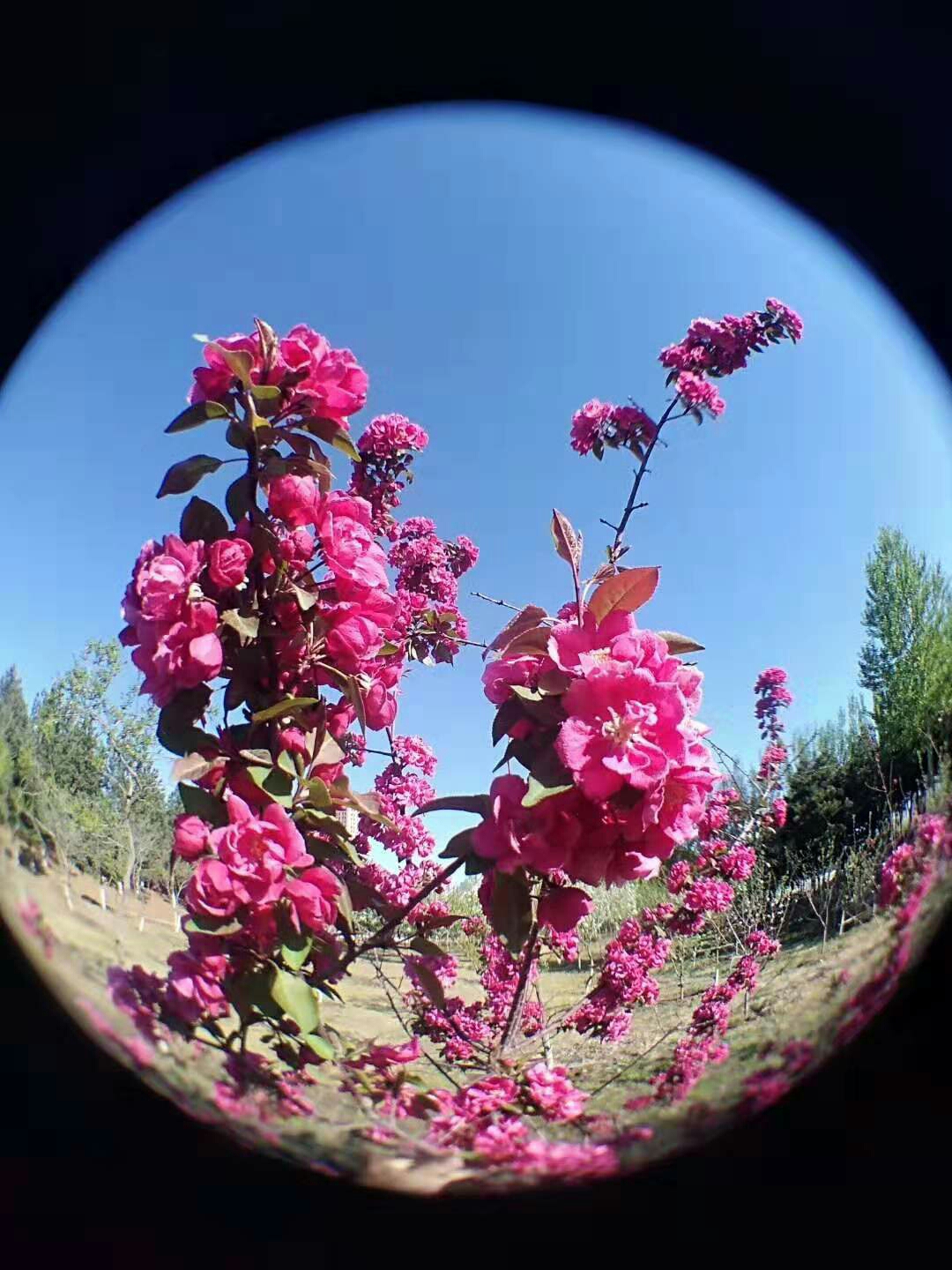 一圖一風景,一花一世界 群友搏雅軒的攝影作品