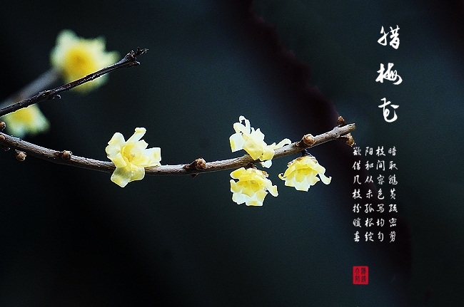 摄影/海蓝 文字/古诗 【浣溪沙】 琴川慧日寺蜡梅 宋 · 吴文英 蝶粉