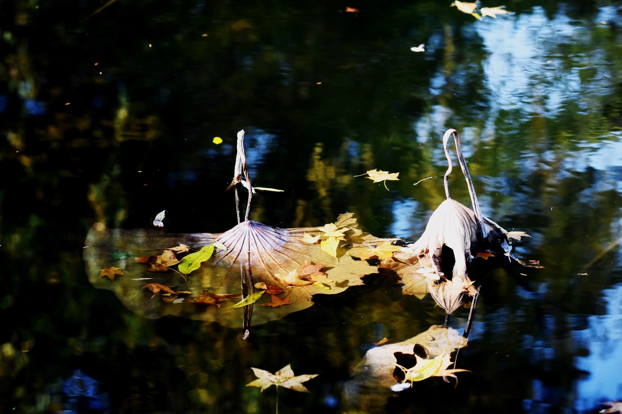 落叶伴秋荷