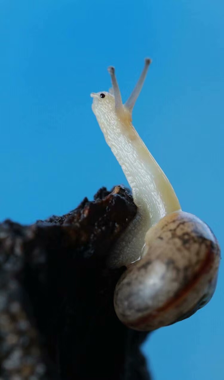 在蜗牛腹部生有一道宽而细的横褶,后端较尖,这就是它的"足".