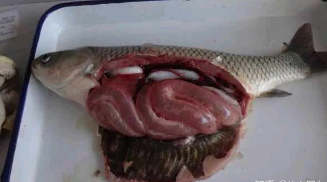 鱼类肠炎病是水产养殖中危害较为严重的疾病,防治关键点在这里