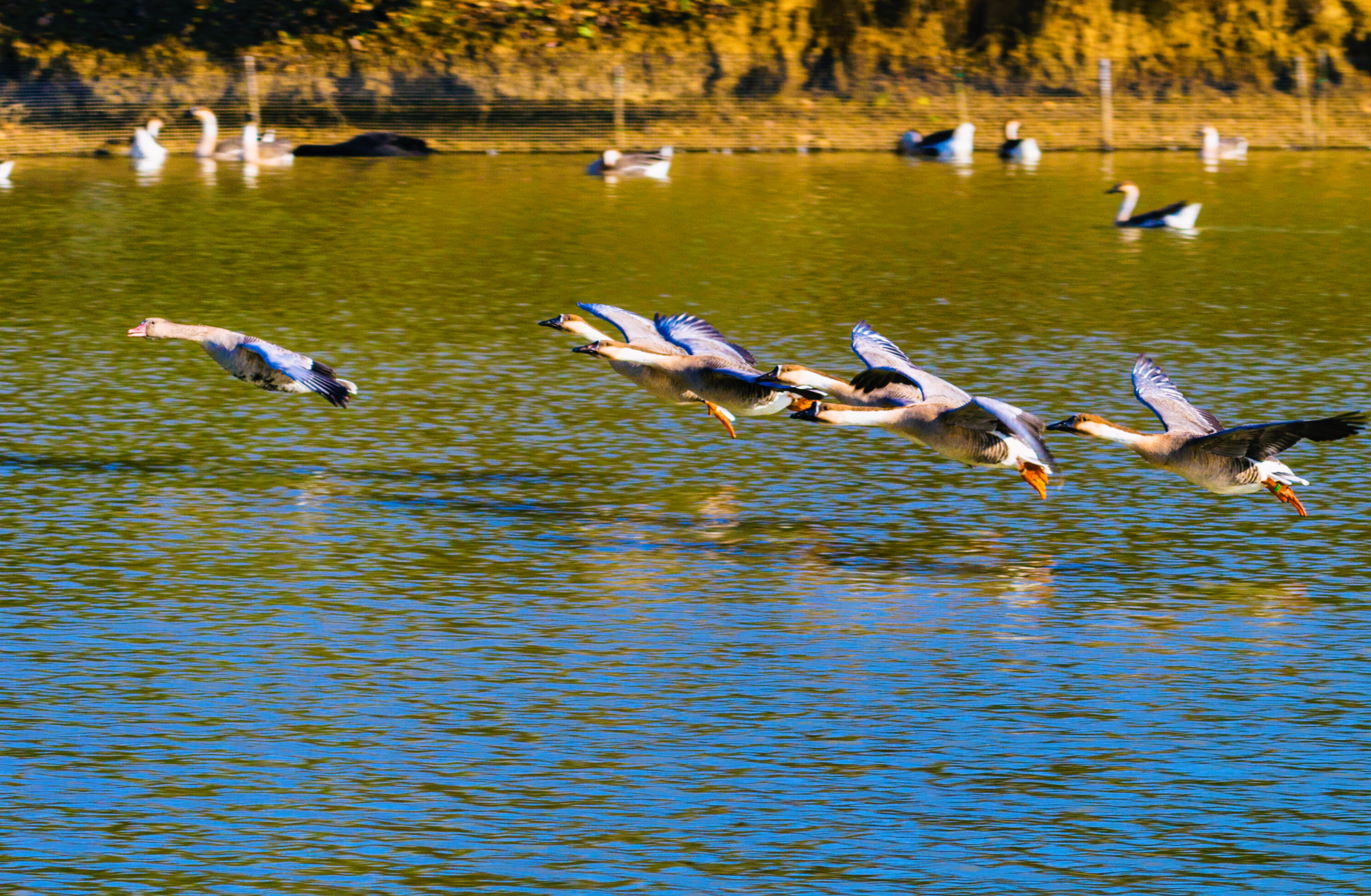 艾溪湖湿地公园的天鹅首发