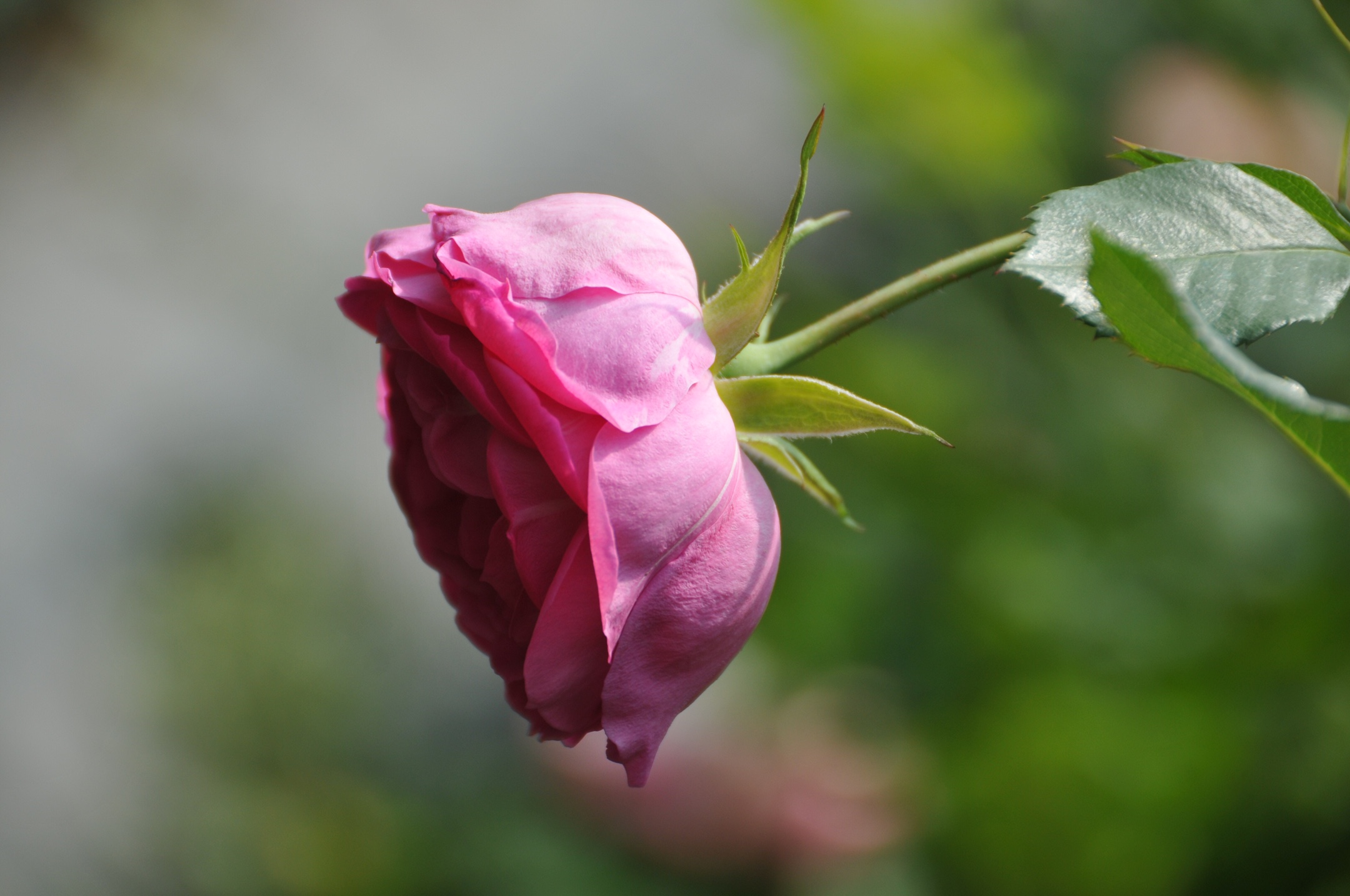 千姿百态的月季 和玫瑰