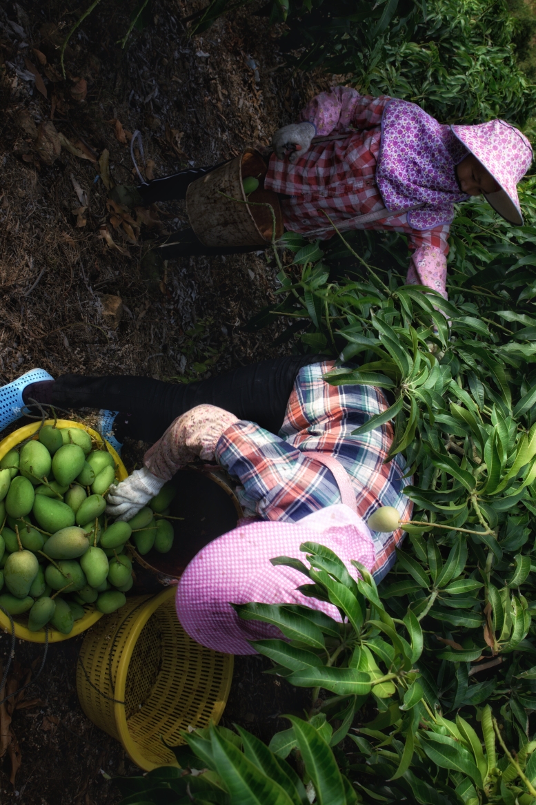 山营山坡摘芒果
