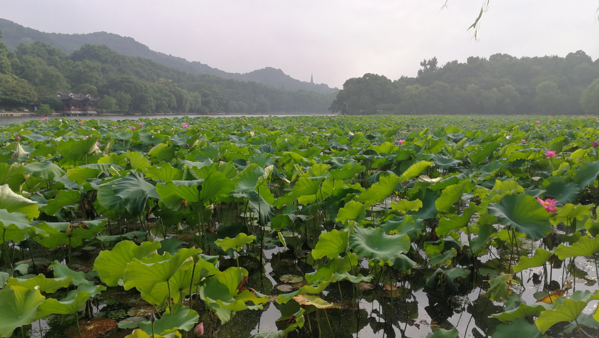 夏天的西湖一角!