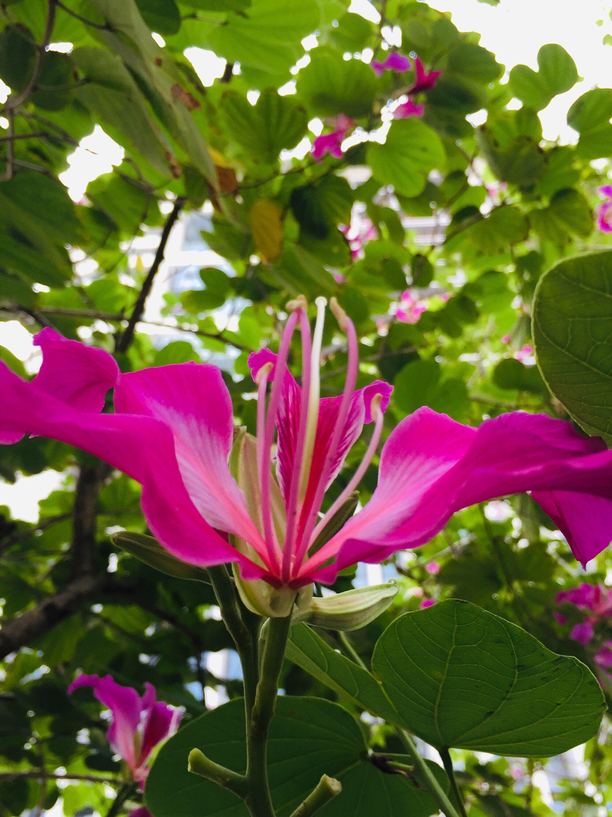 繁英满树紫荆花十月芳华令我夸