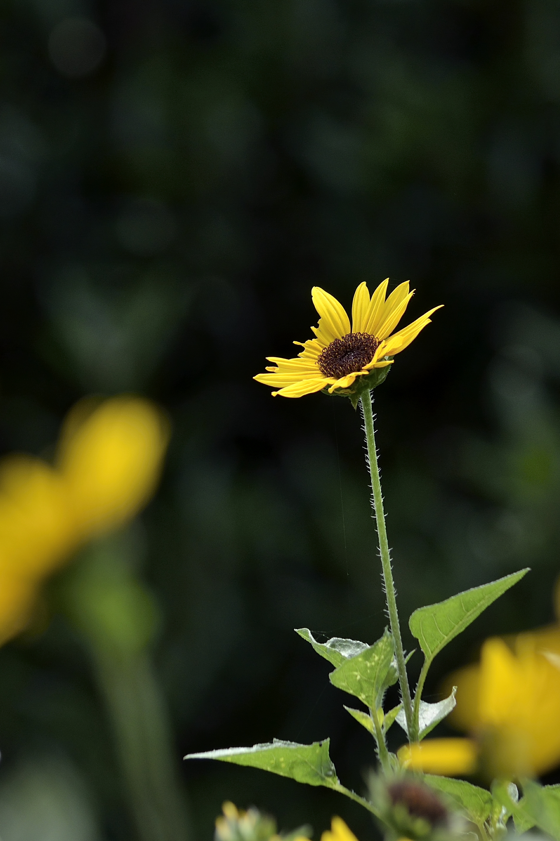 金光菊