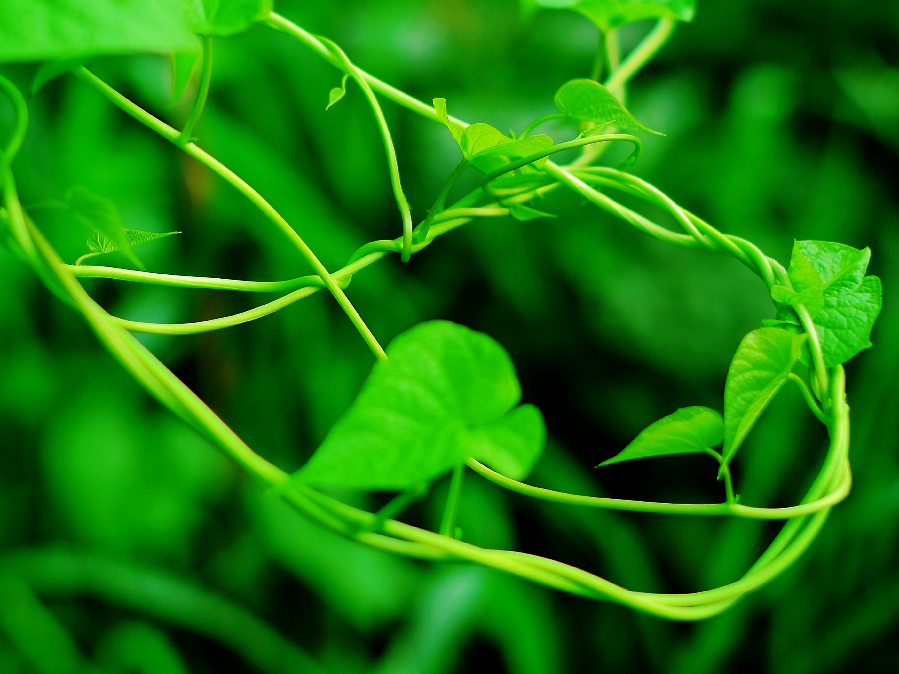 绿色生命的底色