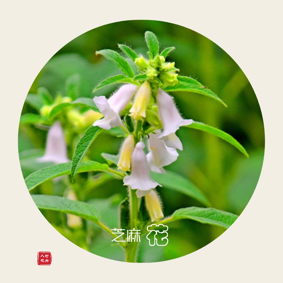 芝麻开花节节高