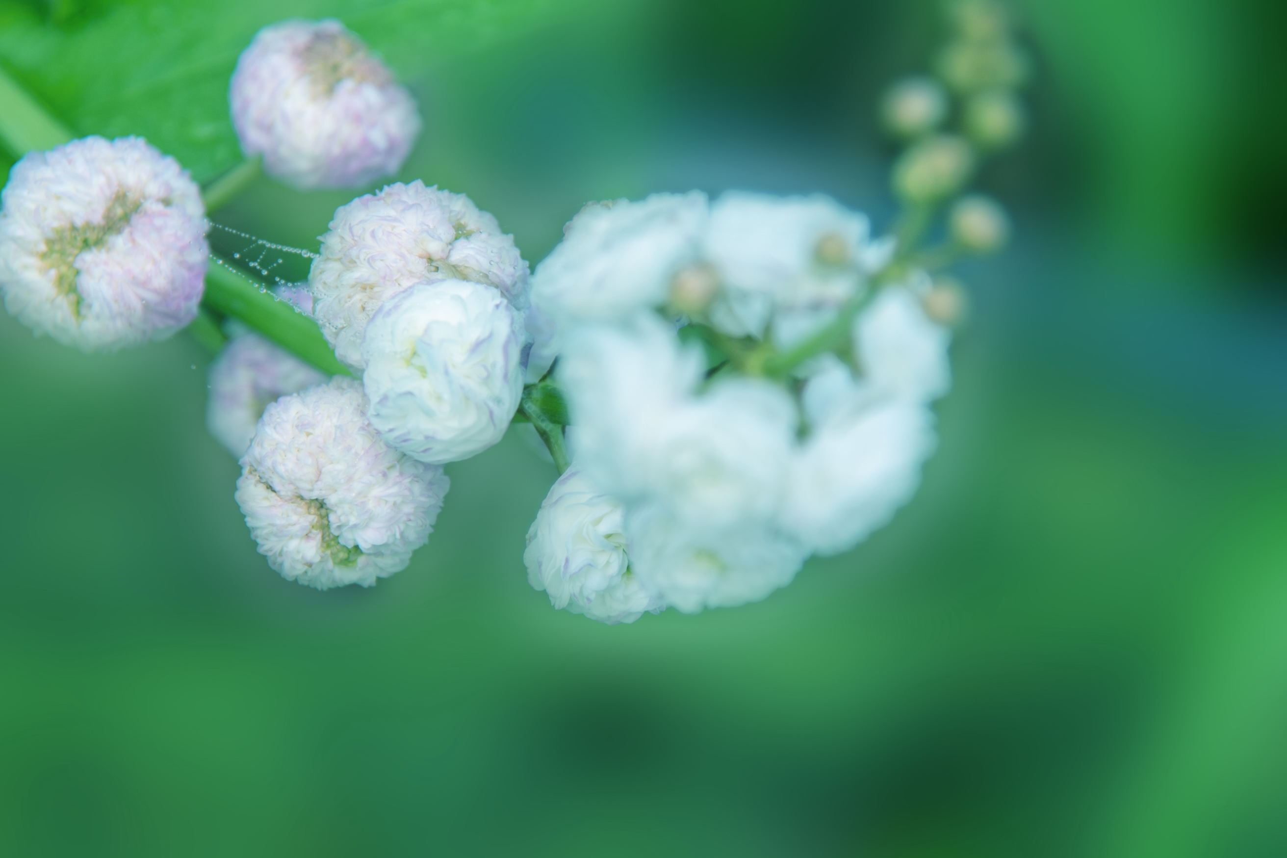 洁白如雪重瓣慈姑花(首发)