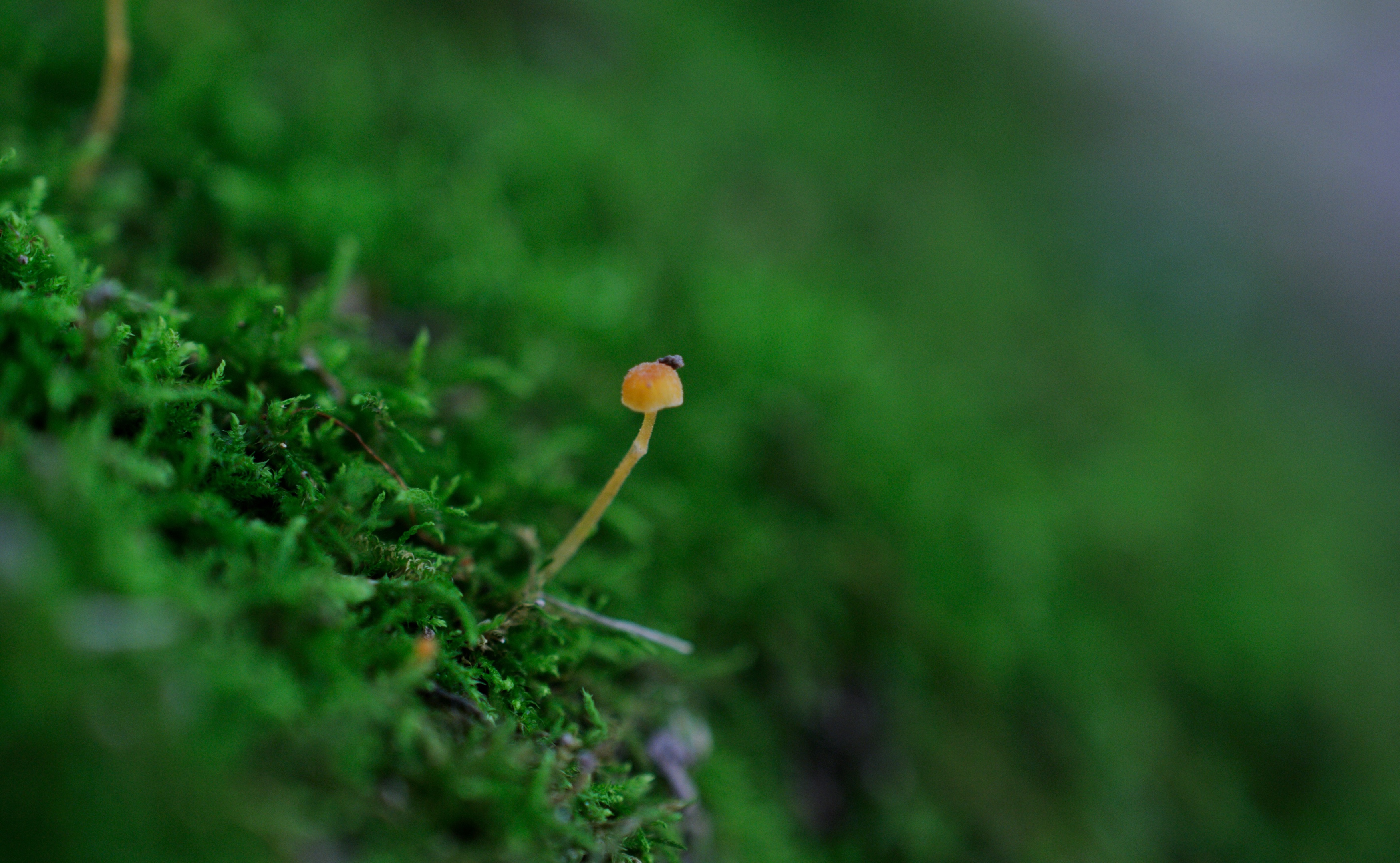 雨季菇