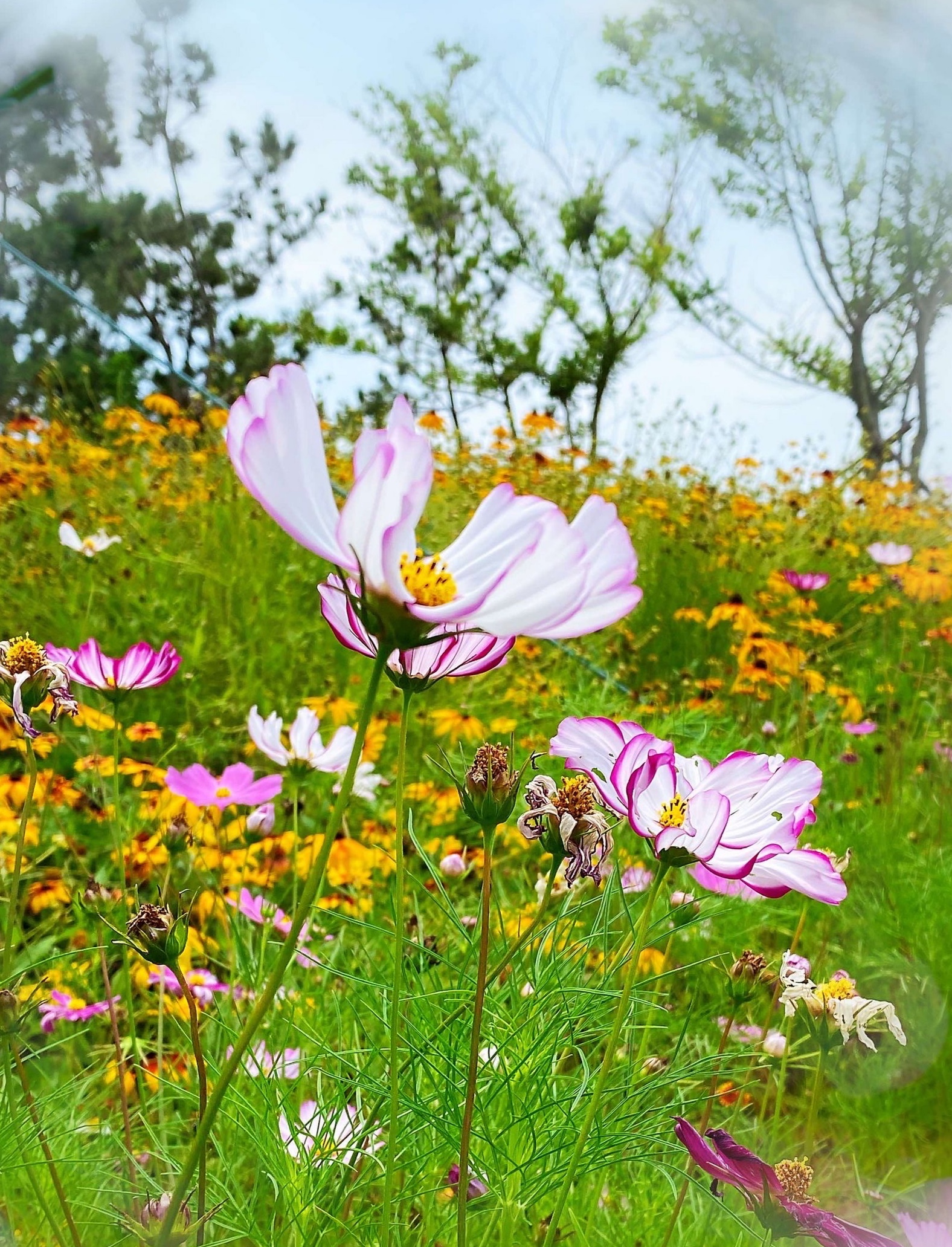 遇见格桑花(首发)