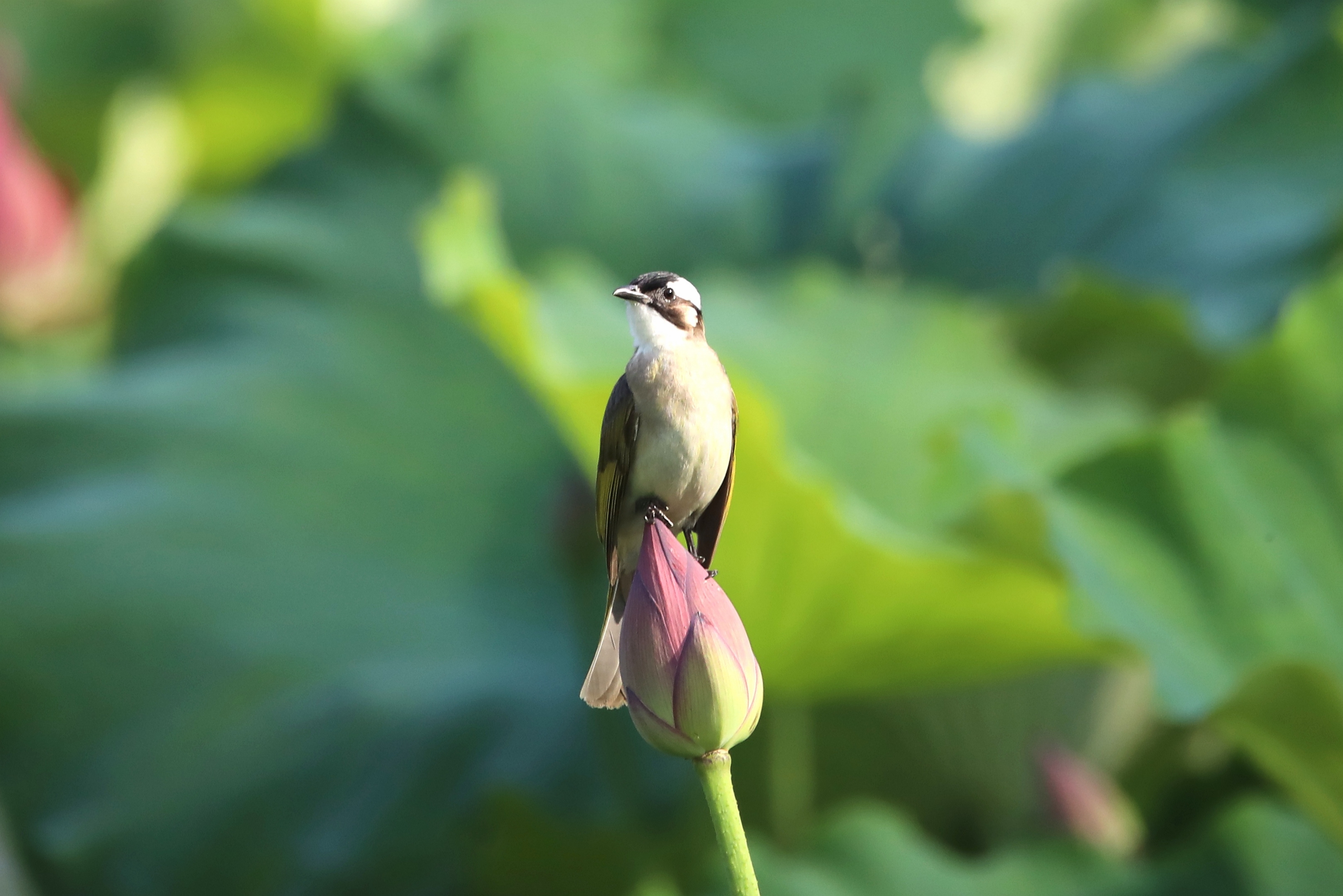 莲花一叶白头翁