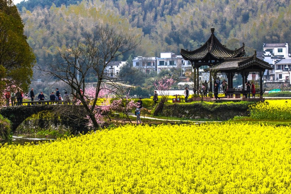 油菜花盛開的季節探訪徽州蜀源古村落