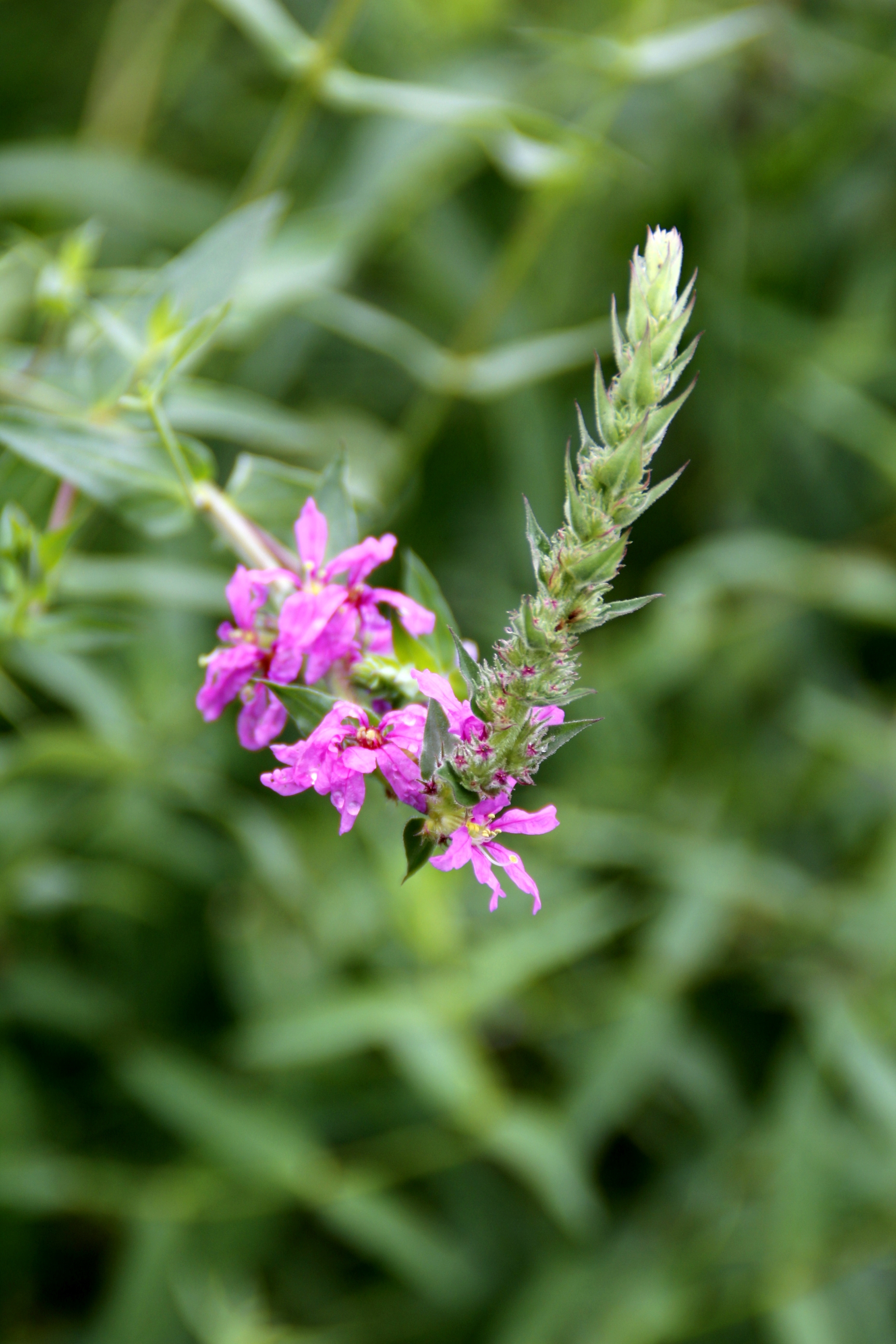 心灵摄影【美摄视界】:【首发】淡雅迷人的千屈菜 - vv