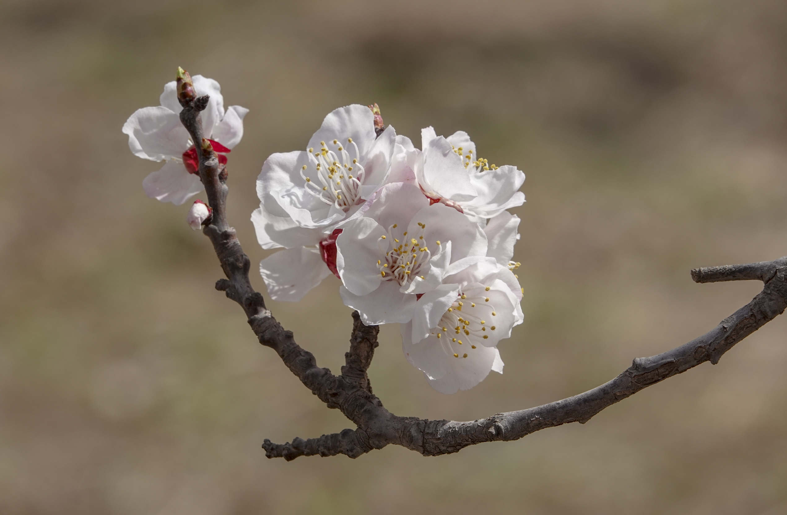 【首发】春赏杏花正当时