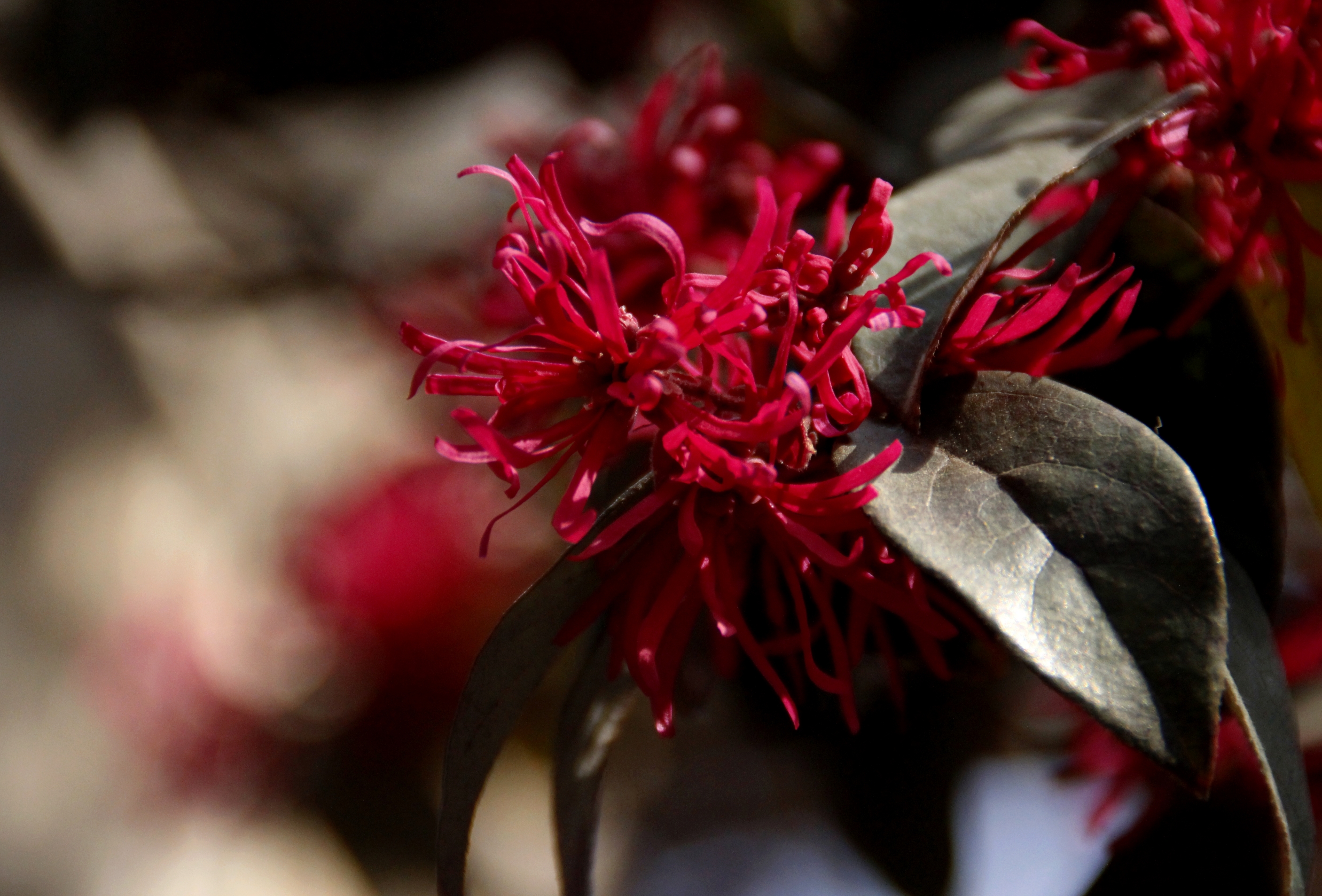 红花檵木中药图片