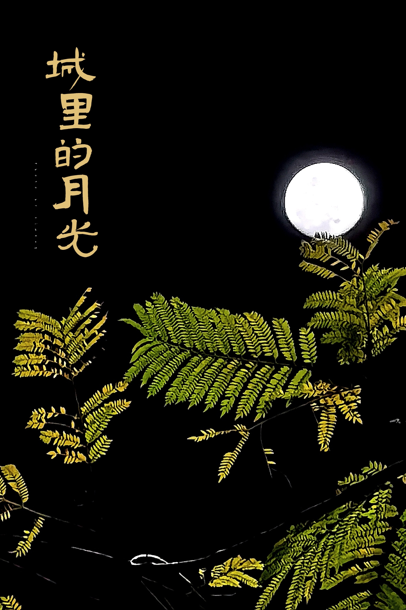十五的月亮十六圆