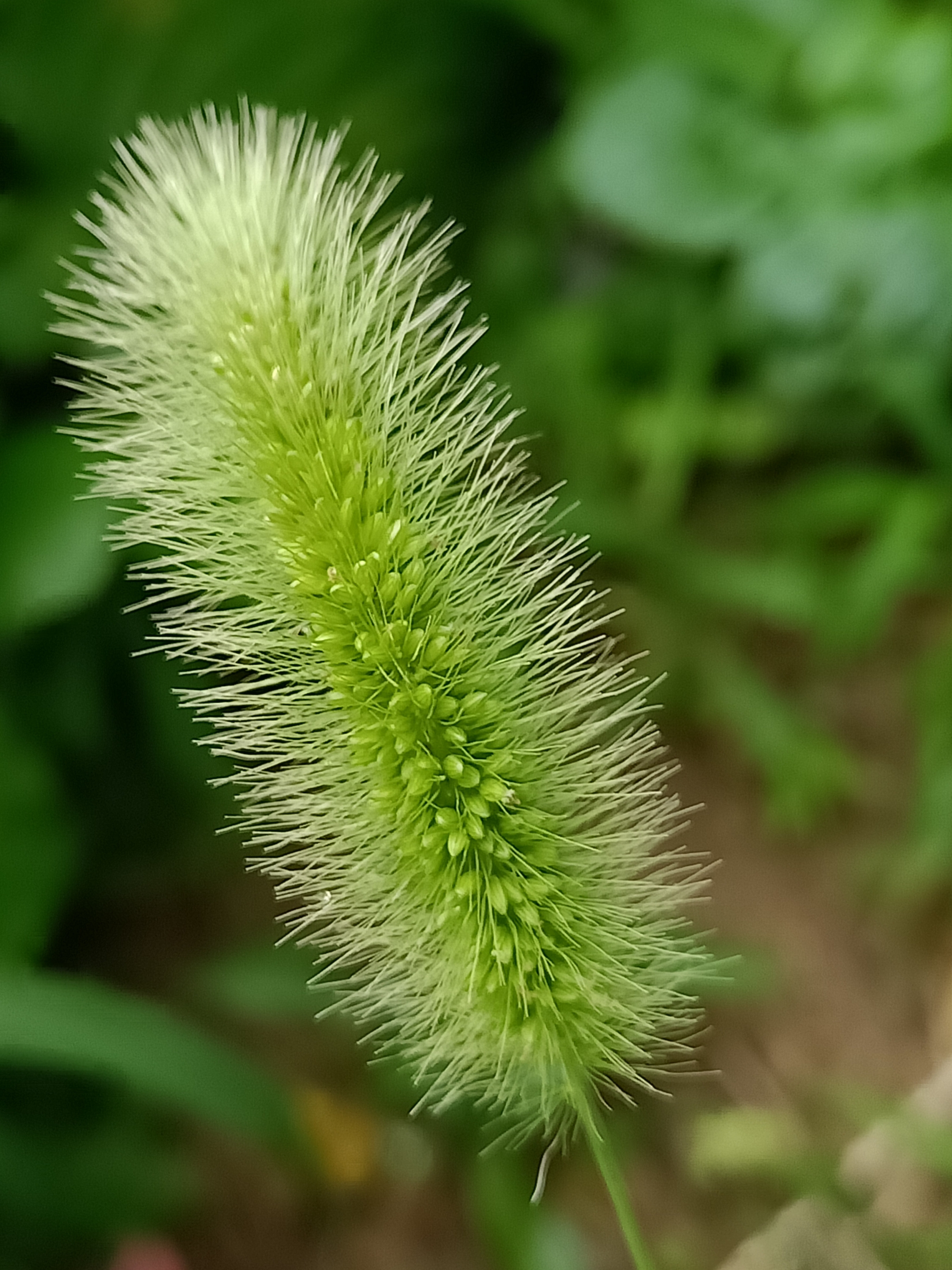 阳光下的狗尾草【首发】