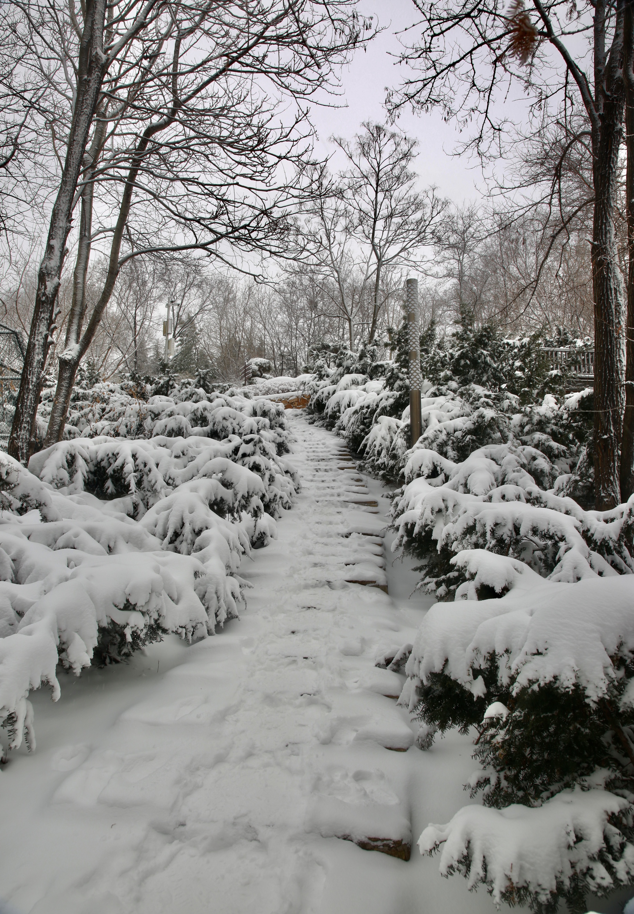 三月的雪76你们哪里下雪了吗