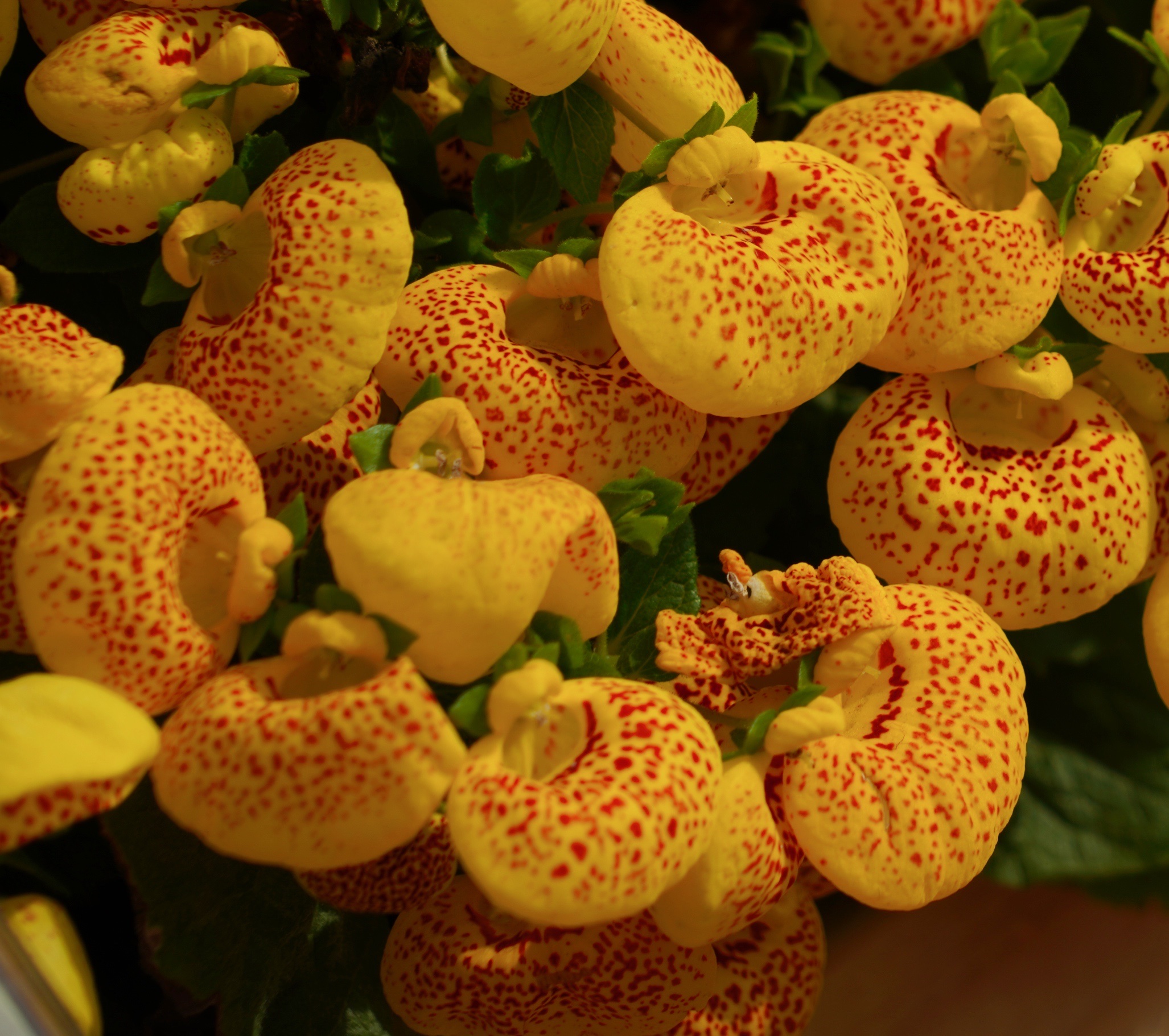 原创首发春日里盛开的荷包花