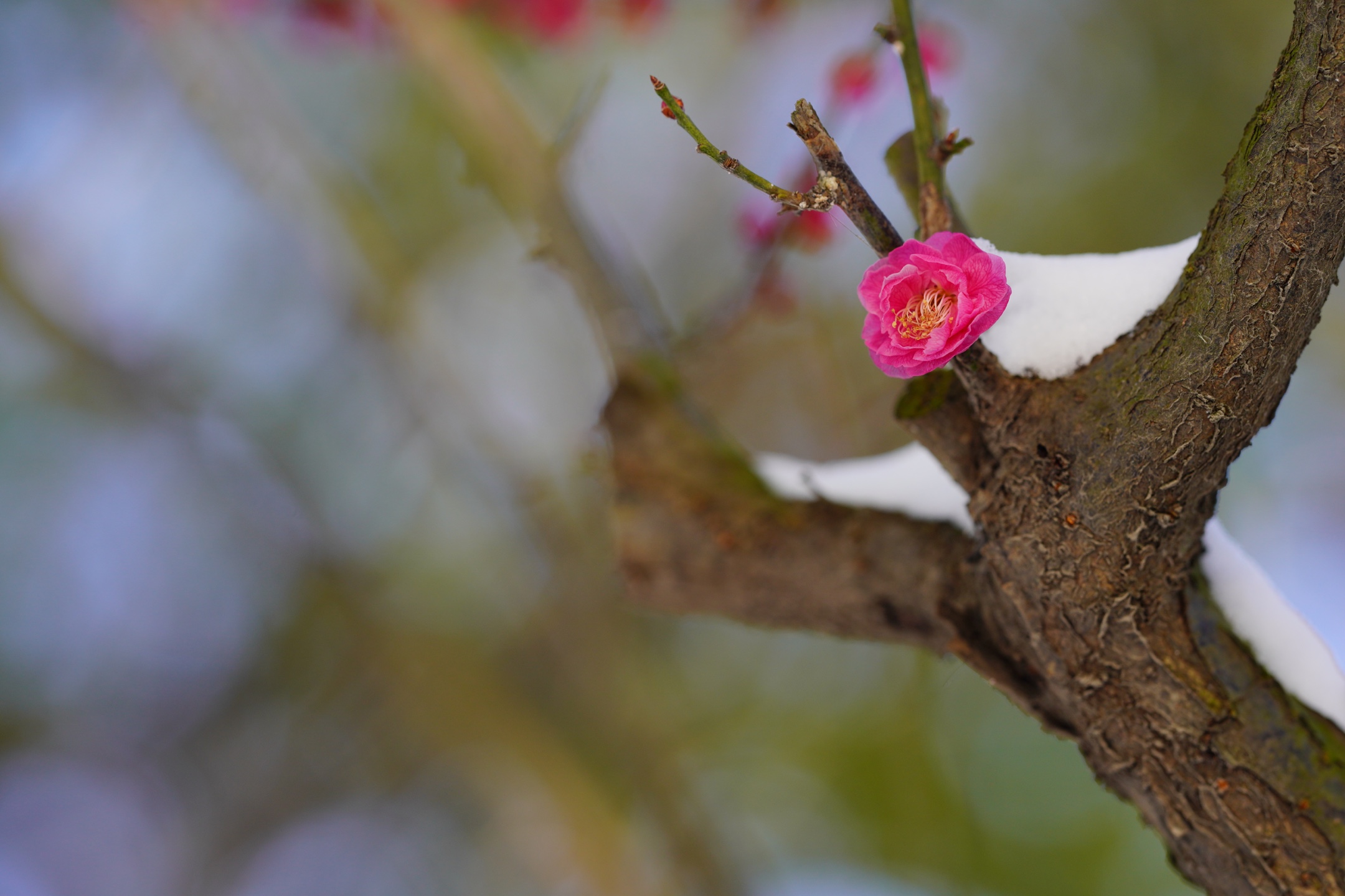 冰姿玉骨清香来