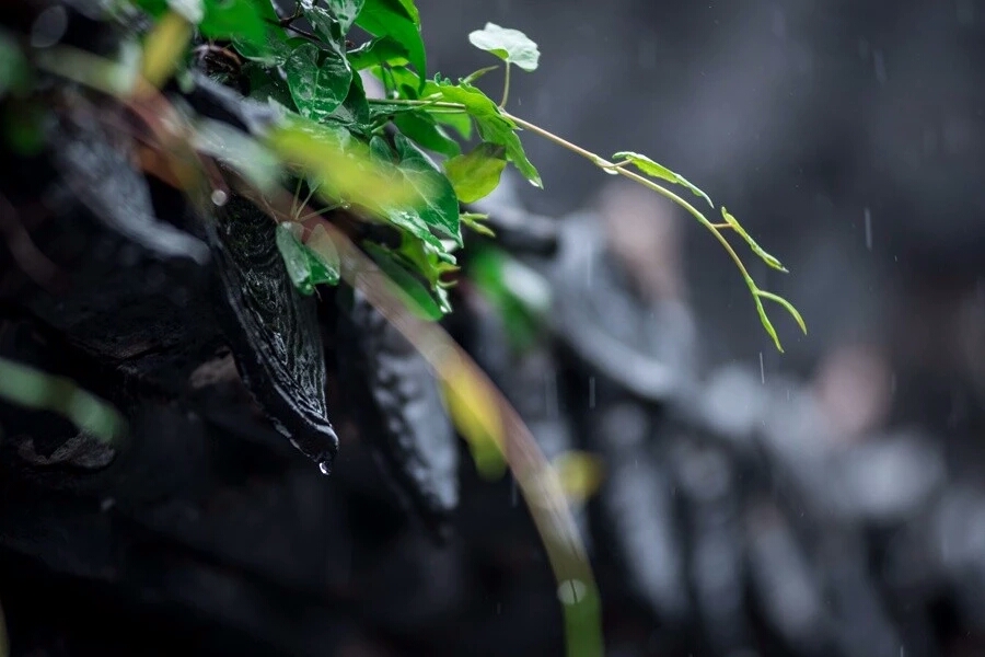 倚窗听雨