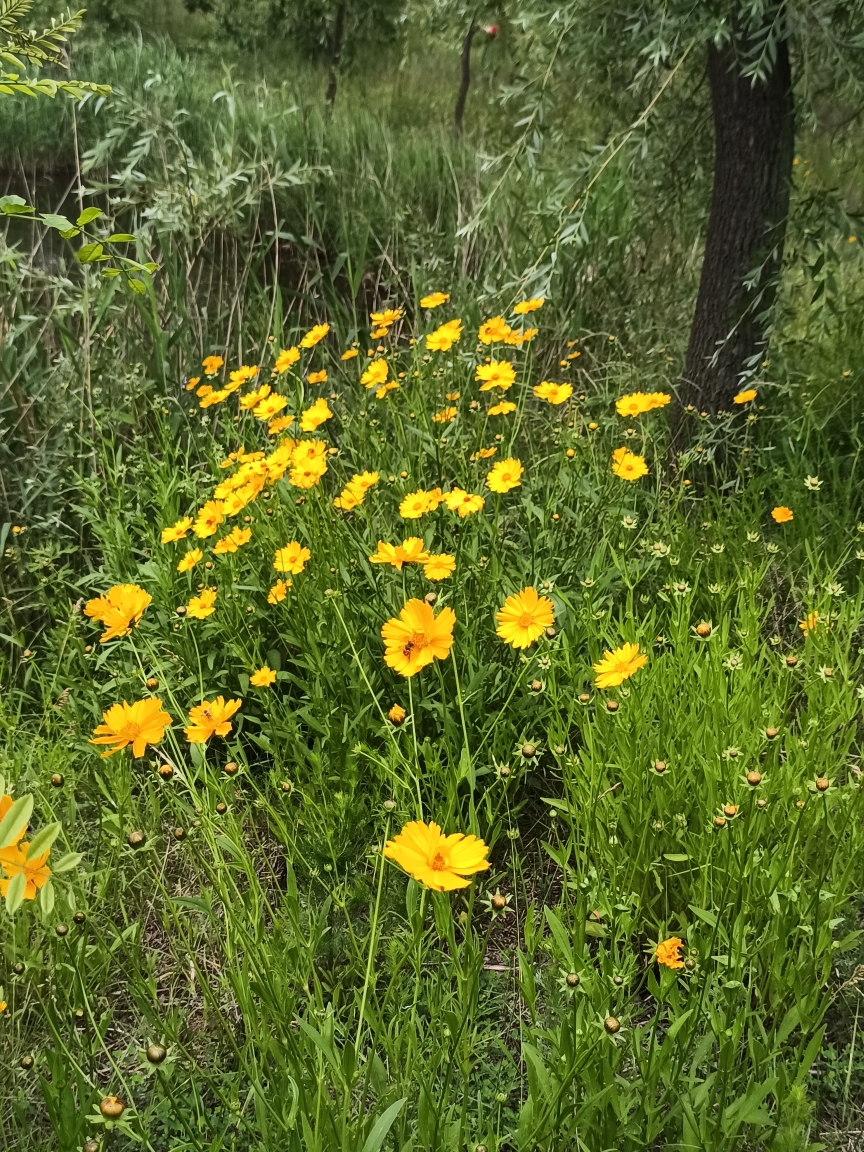 绿茵芳草小花黄,杨柳悠闲沐日光. 最爱沿堤行不够,清幽滋味尽情尝.