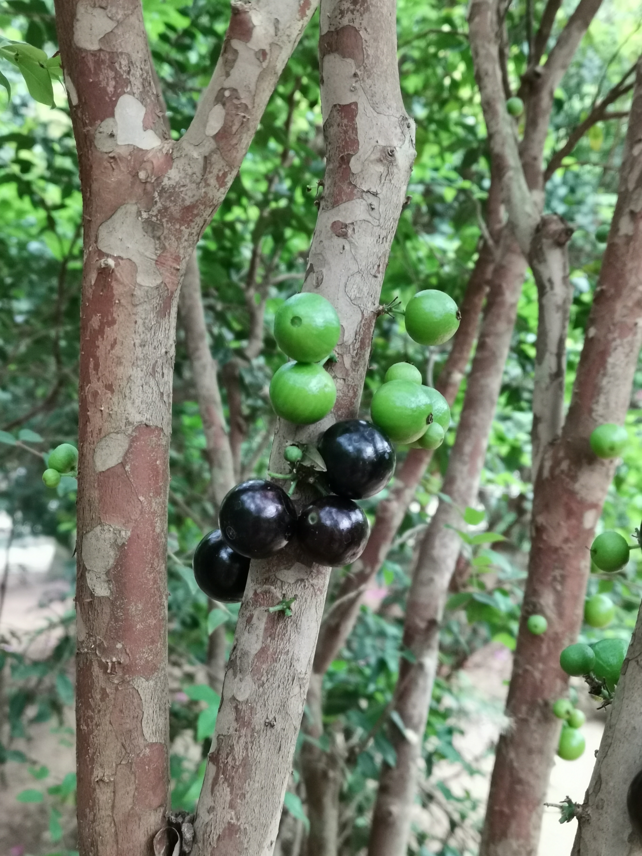 奇特水果树葡萄