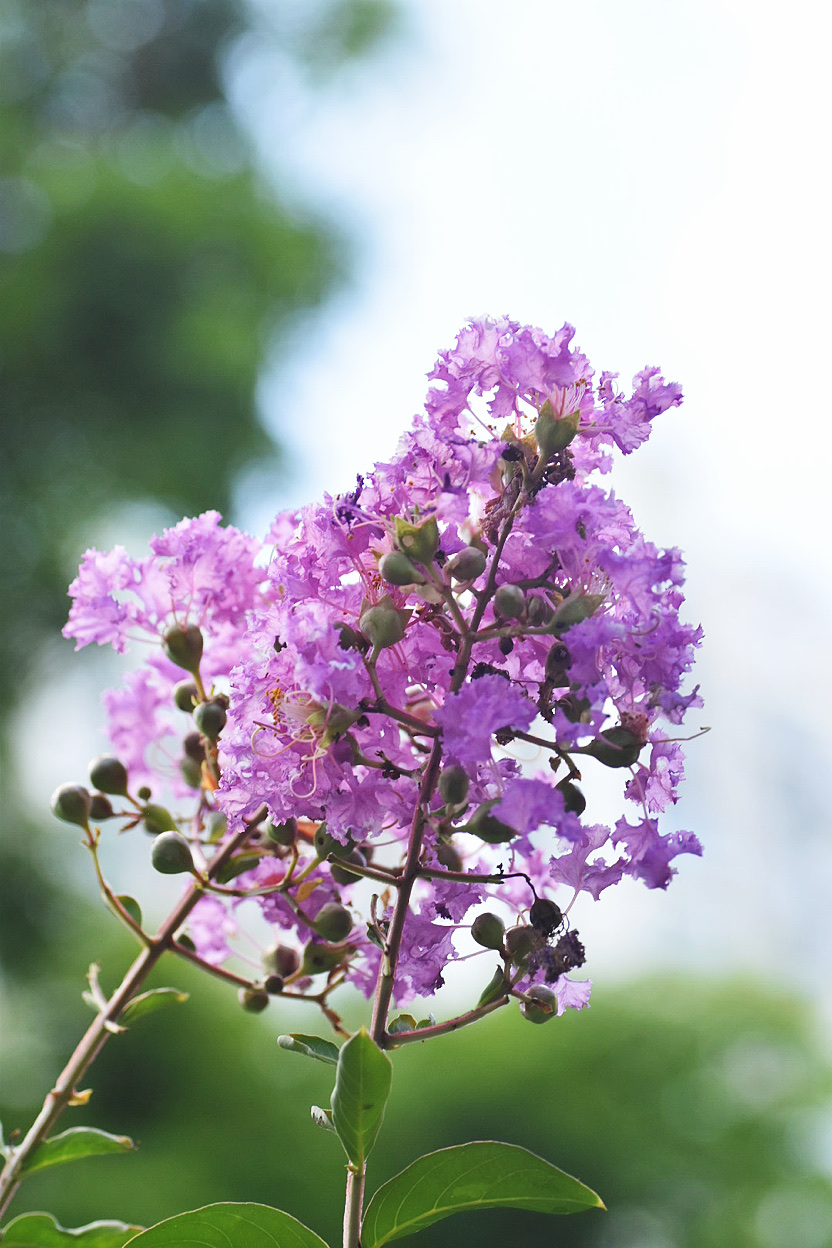 紫薇花一夏天美丽的风景首发