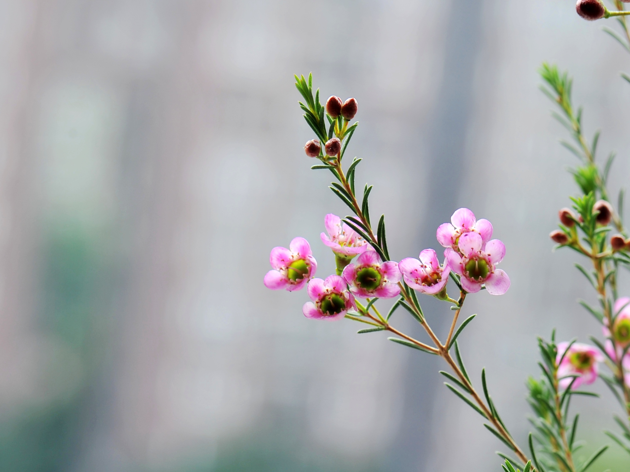 年花市场的新宠澳梅首发