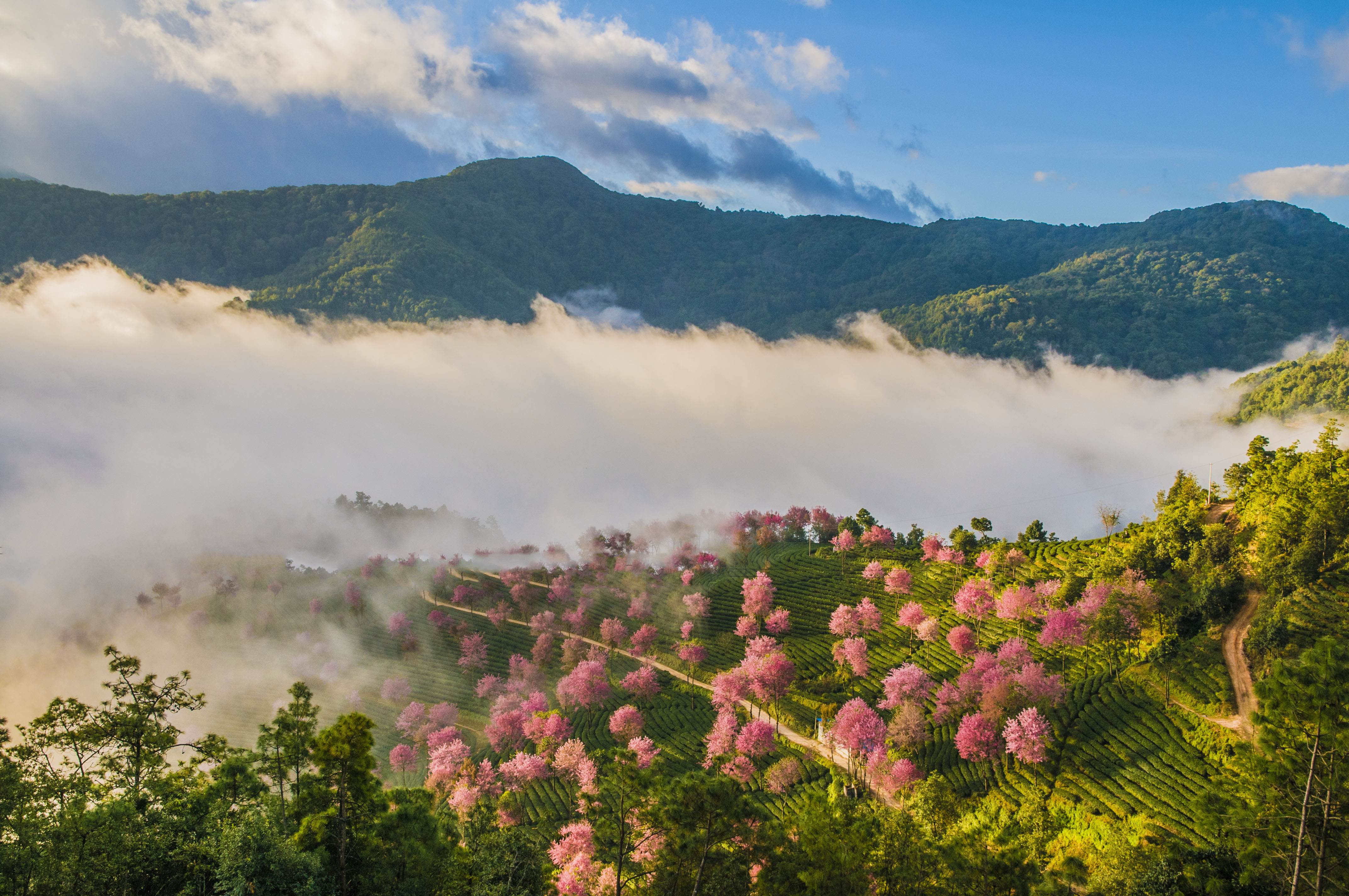 南涧樱花谷.层层绿色的茶山,点缀着粉红的冬樱花.