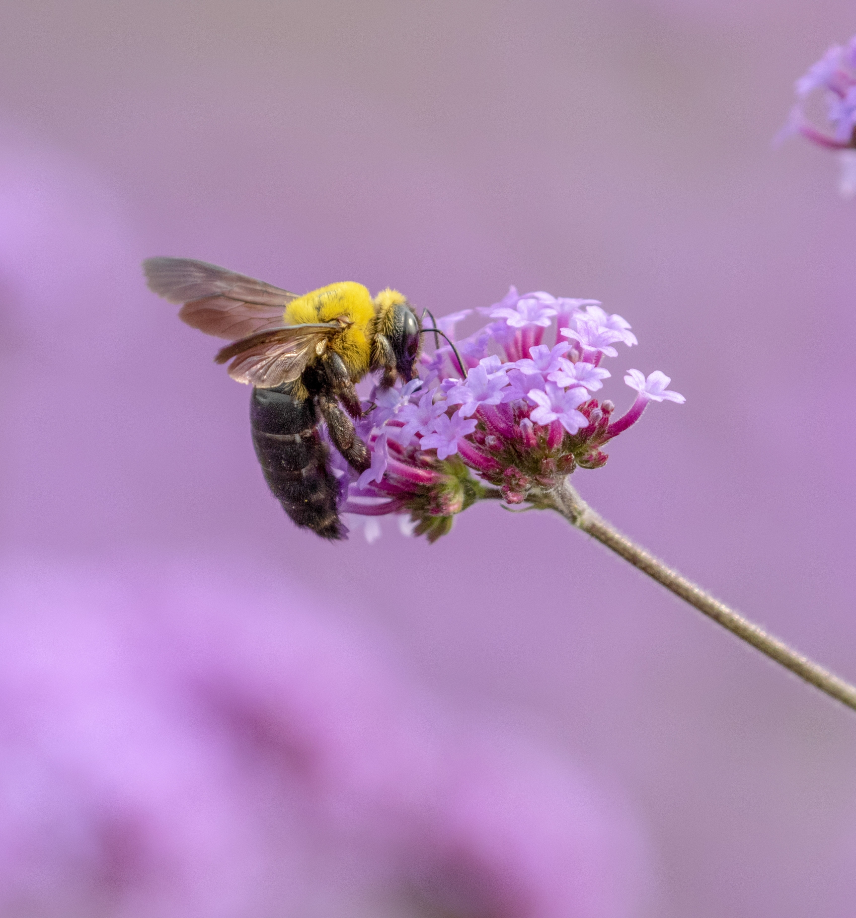 壮硕的熊蜂vv首发