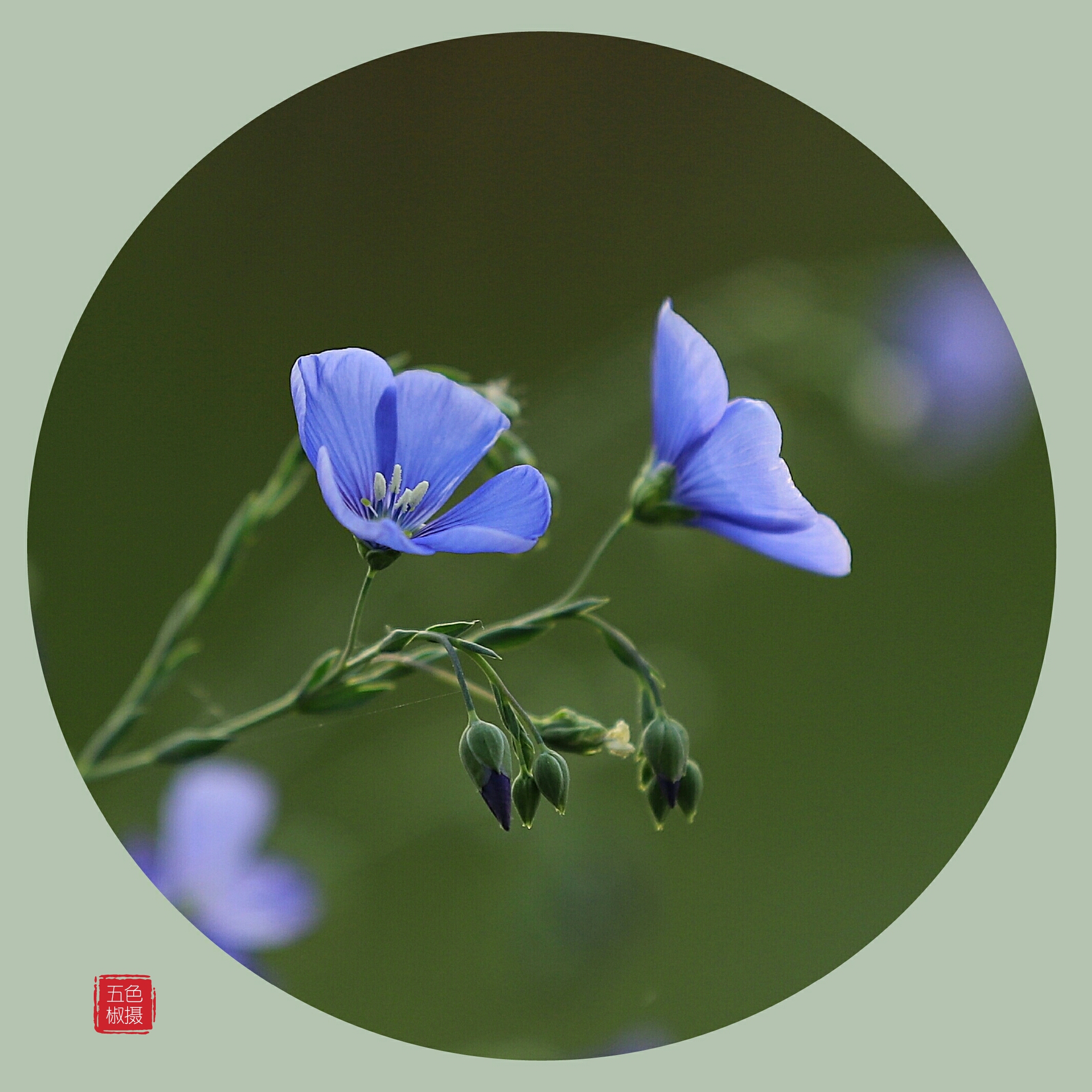 蓝亚麻花的花语图片