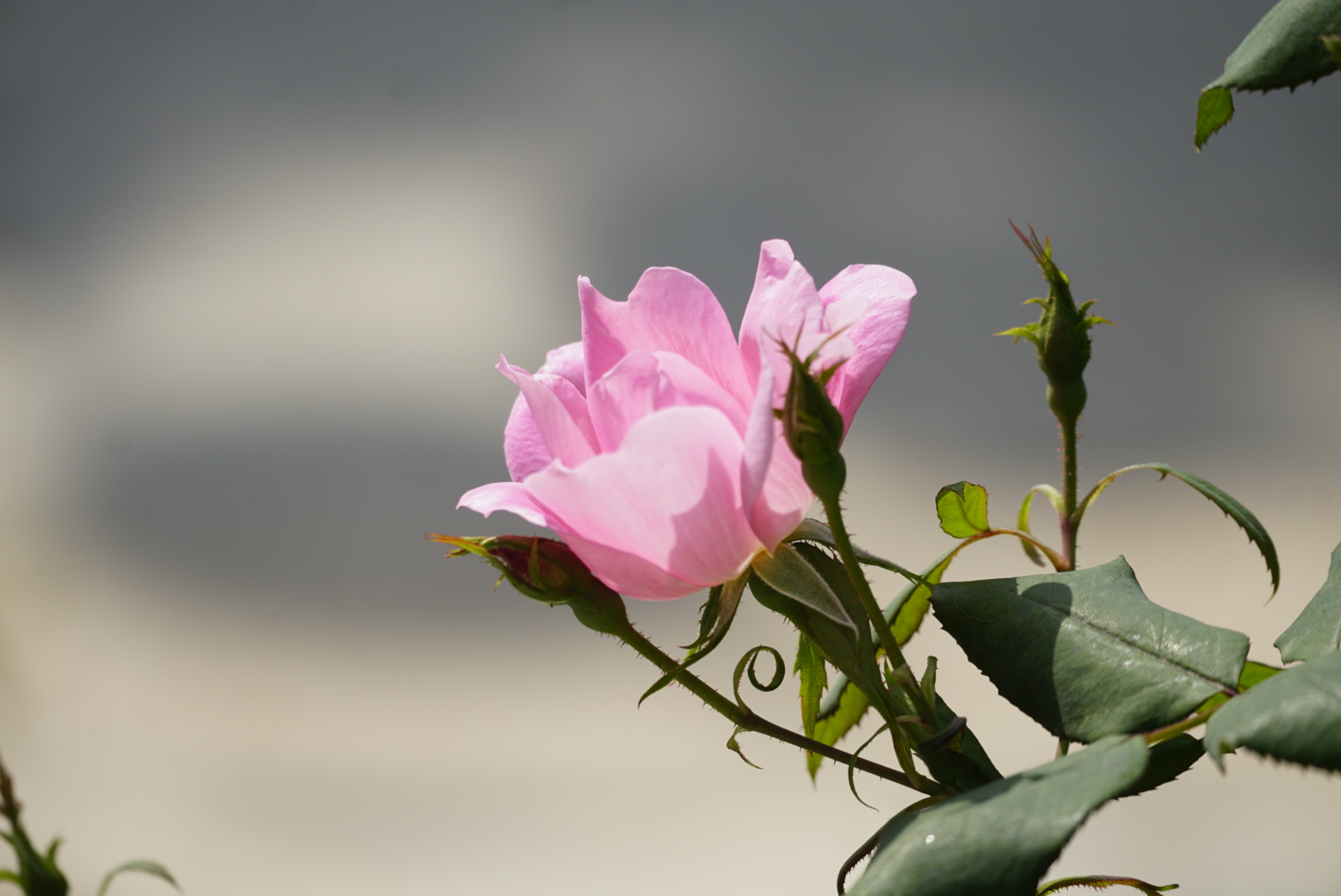 单瓣儿月季很灵秀