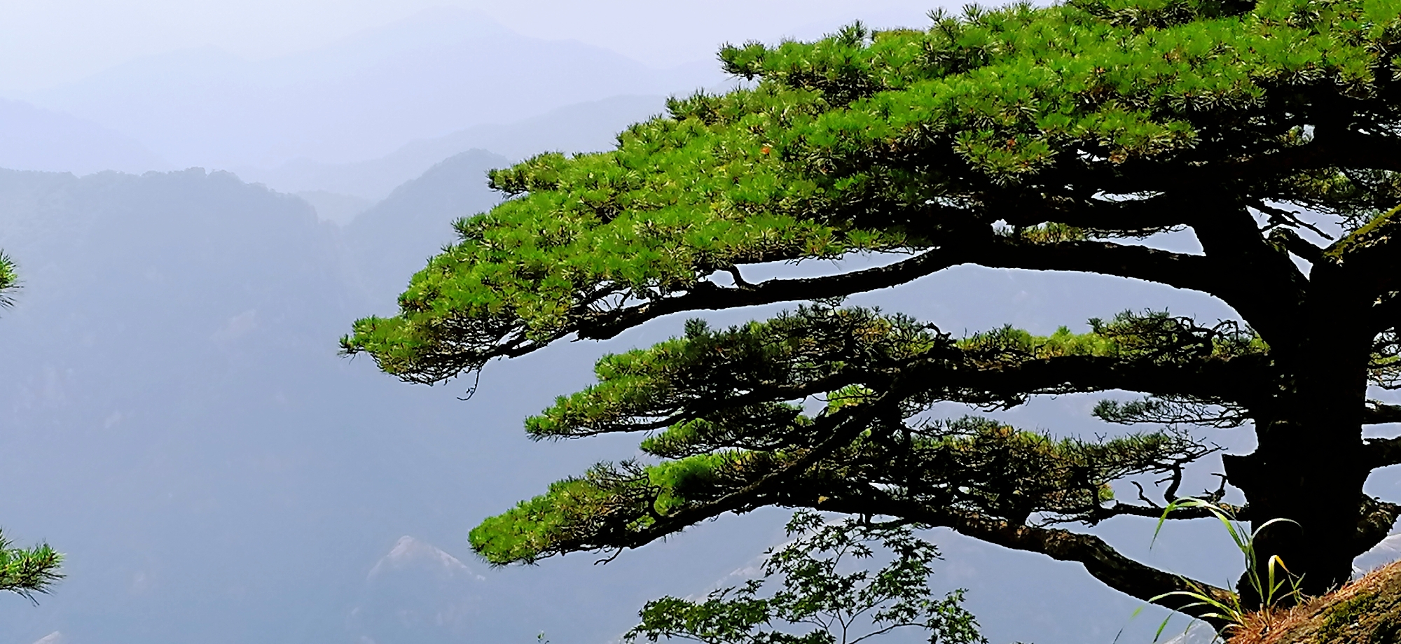 中国十大古松树图片图片