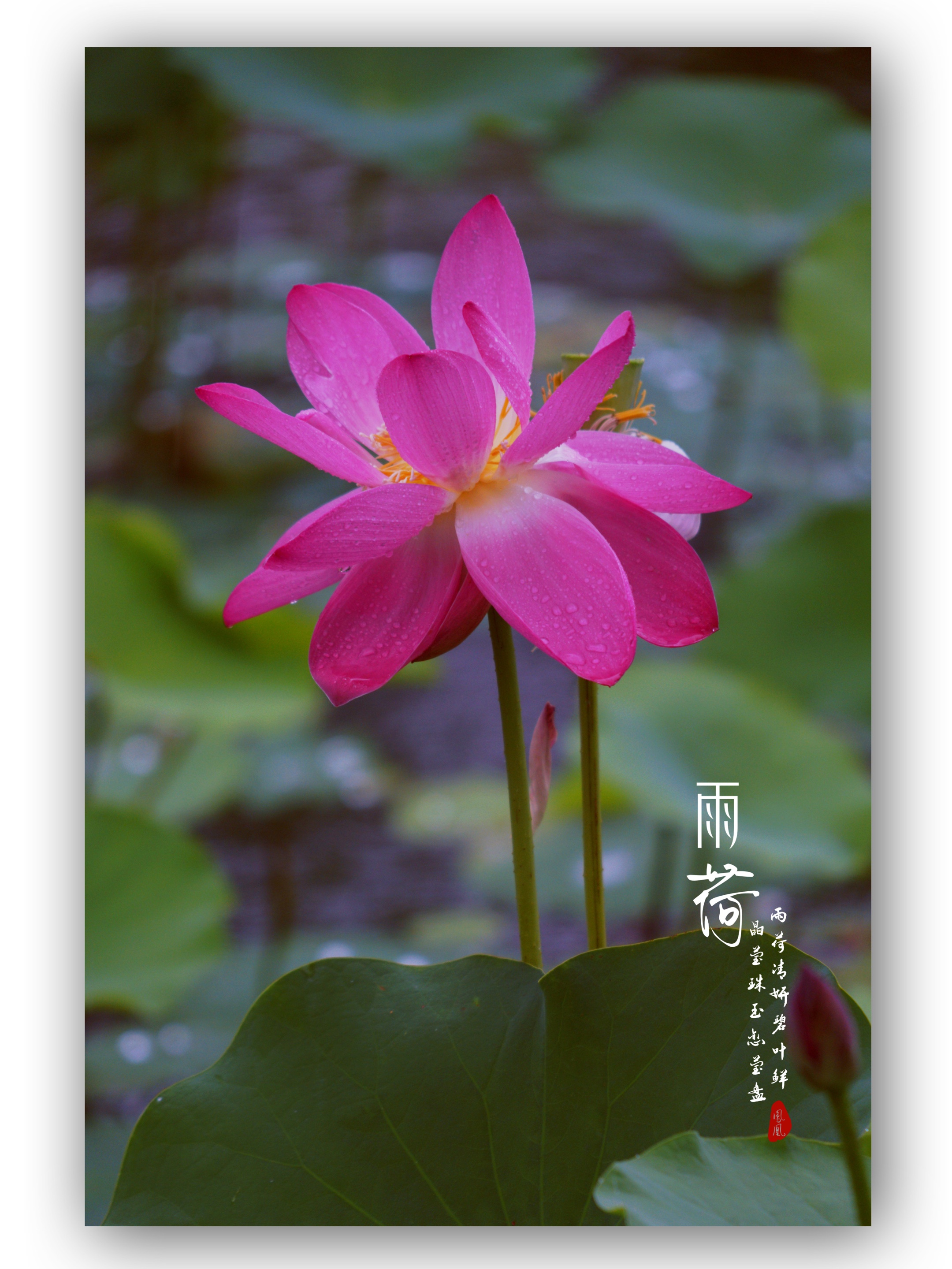 夏雨陣陣 雨滴在荷花上 荷花花更紅