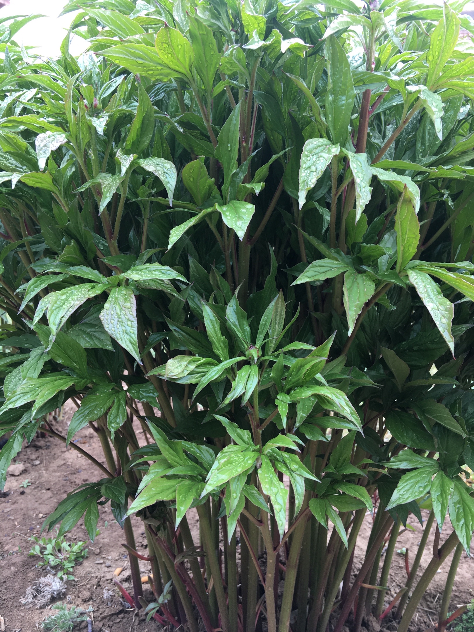 娘的那扇窗总是敞开的向着春天,夜晚有月亮和梦在私语