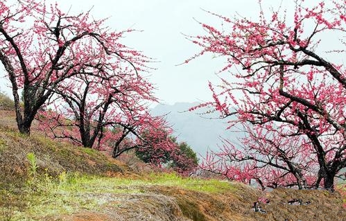 用桃花做局 让我在春风里烂醉如泥 我忘记归途 就倒在着桃花树下等你