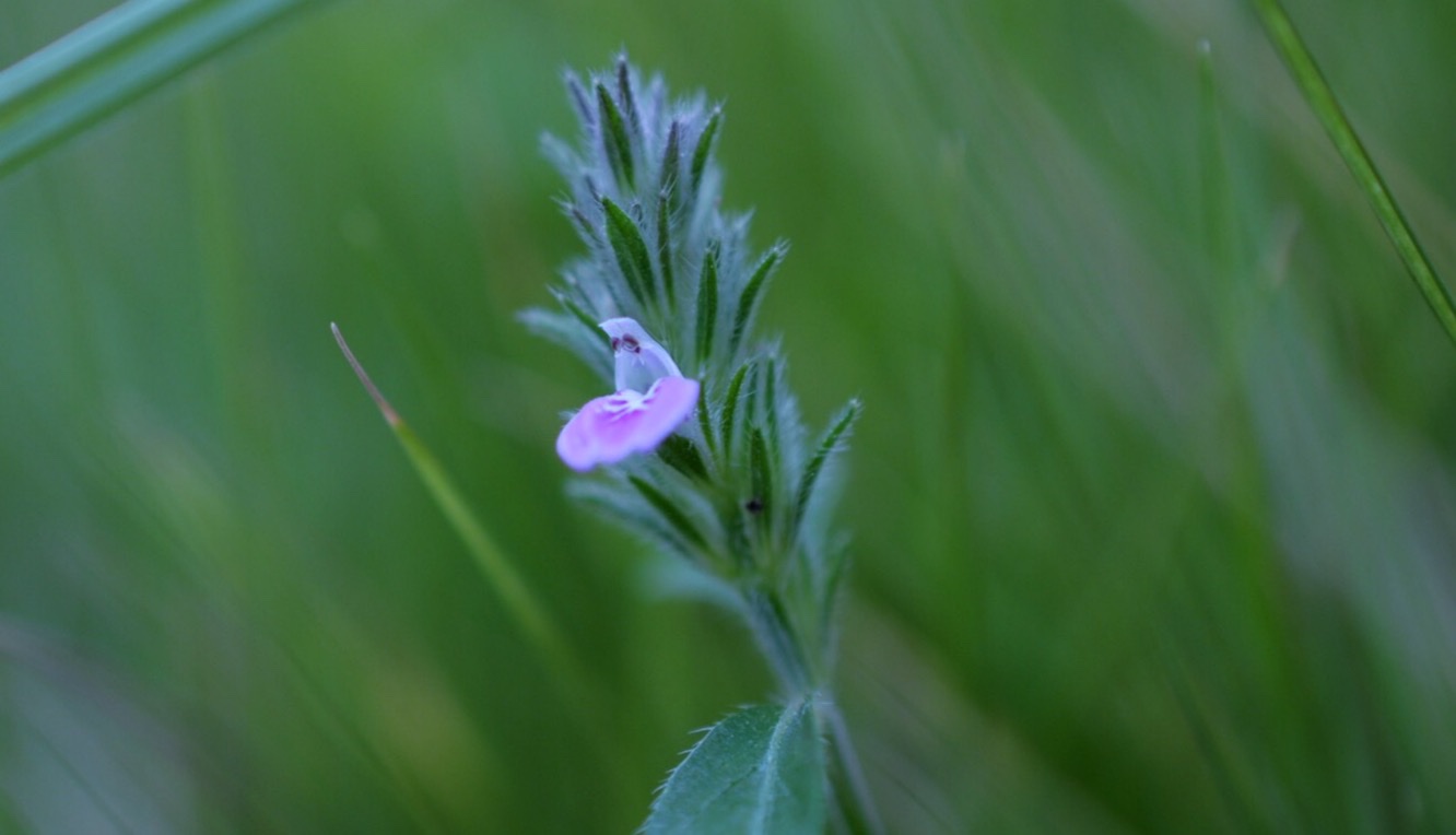 开花的鸡毛掸子爵床