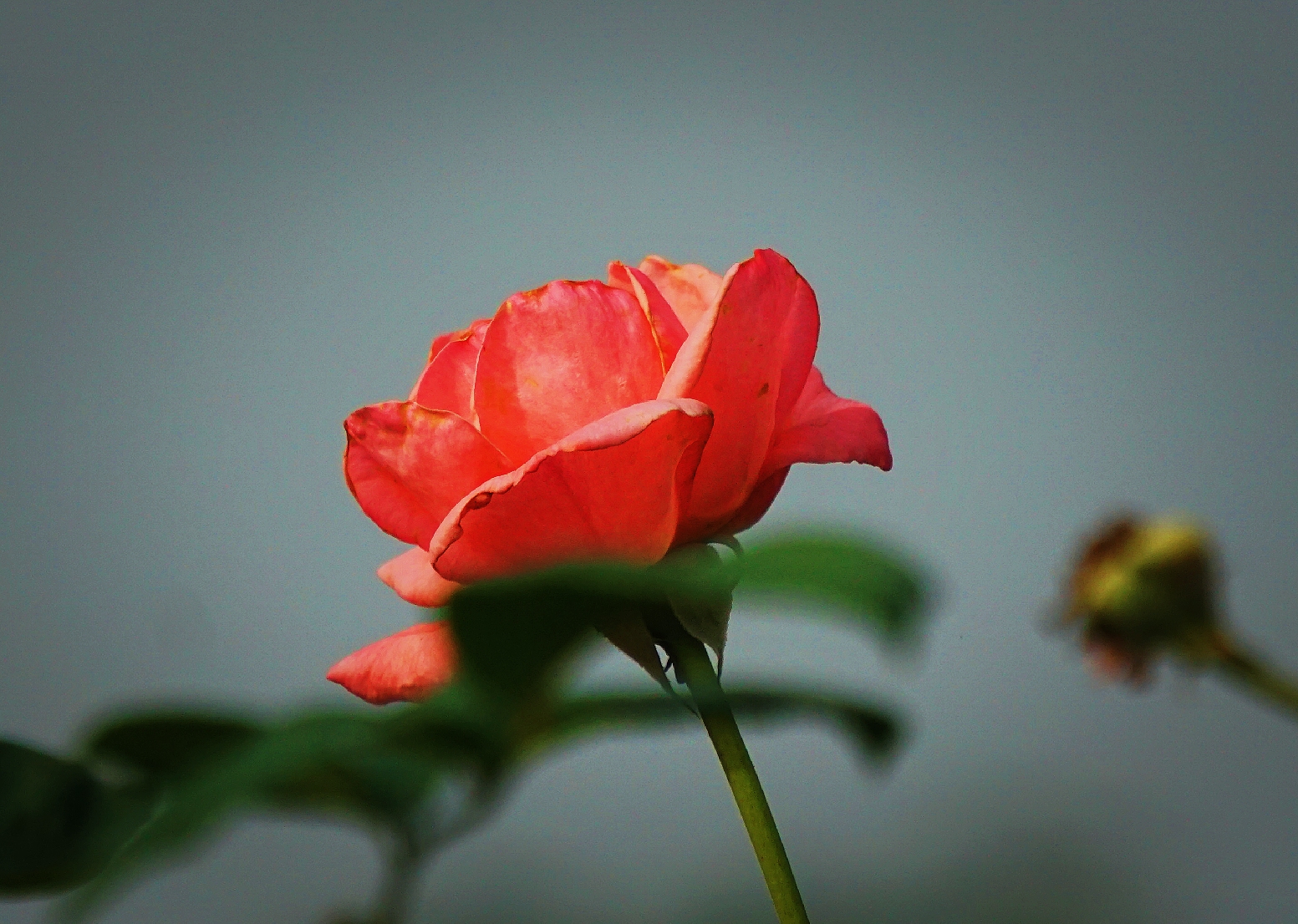 月季花月月红首发