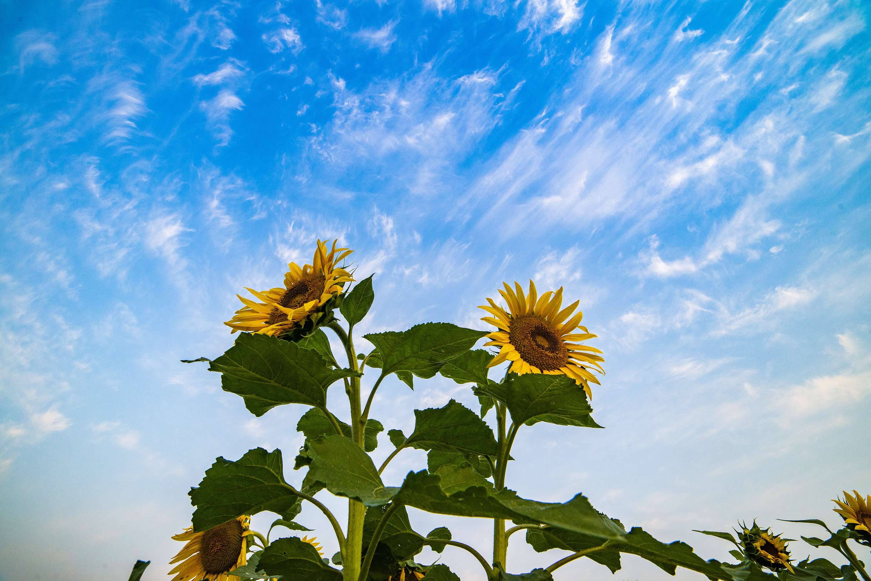 更无聊絮因风起唯有葵花向日倾