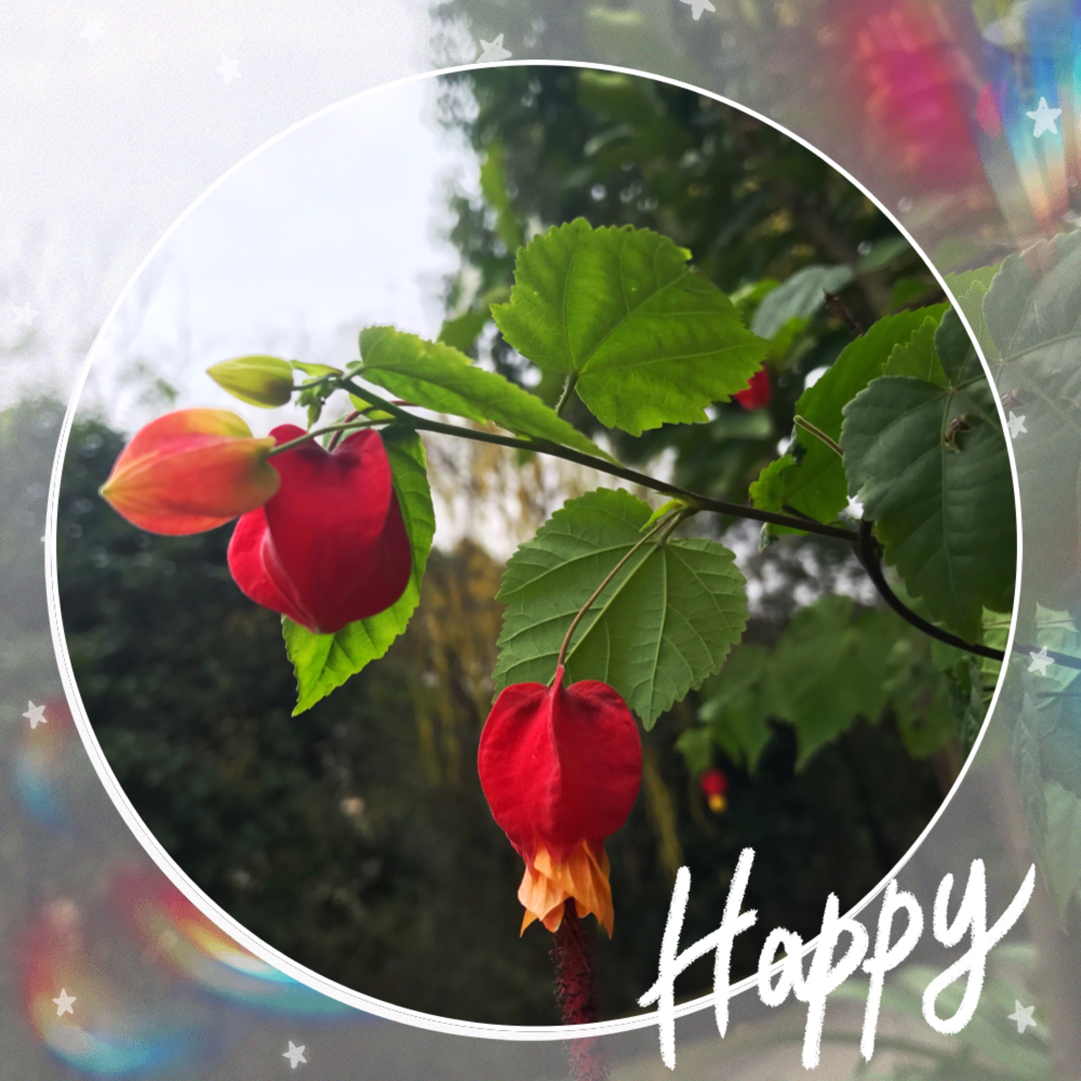 原创首先喜庆的巴西宫灯花