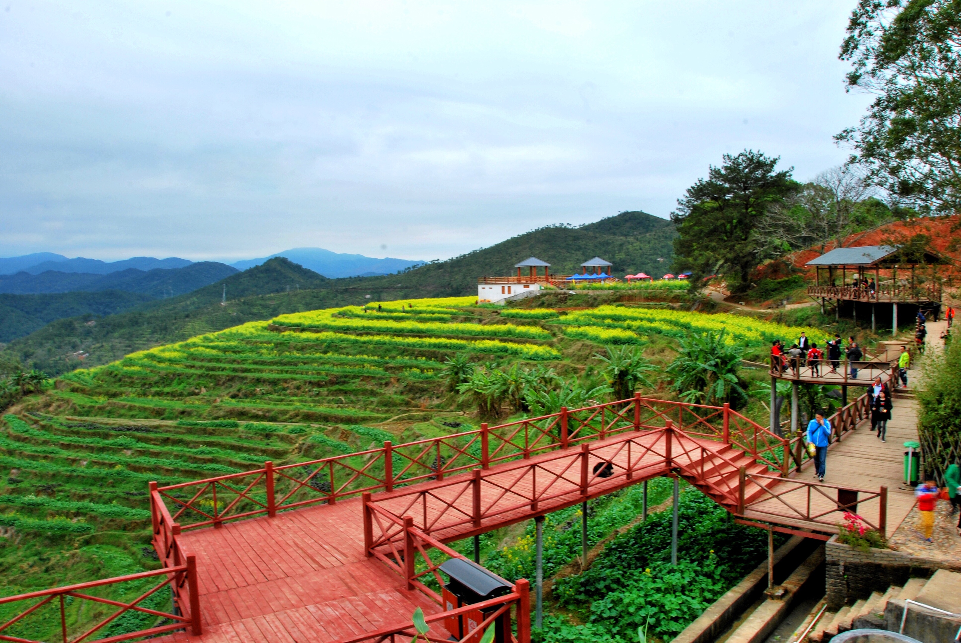 梅州坪山梯田
