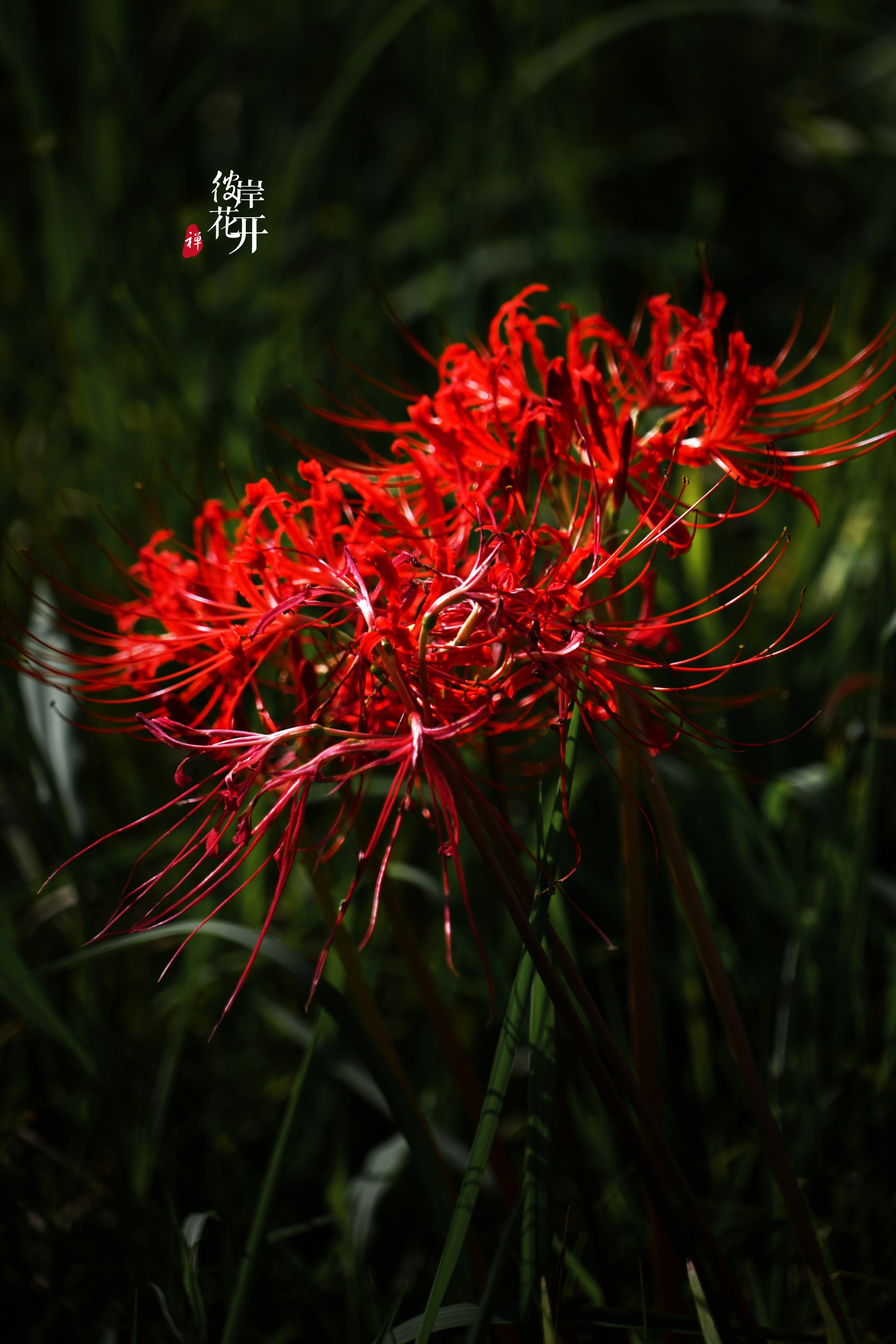 红尘有爱彼岸花开