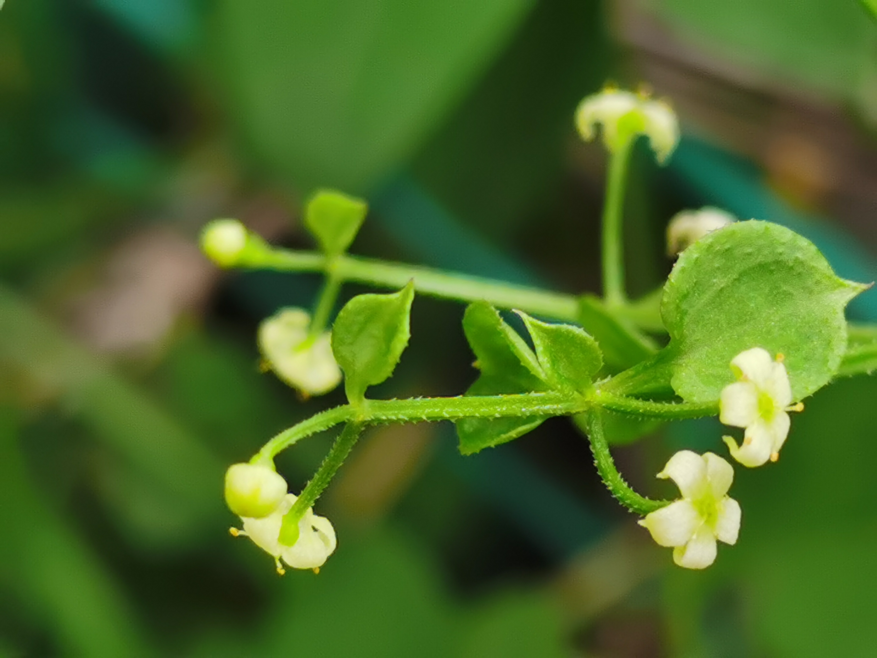 原创首发初遇茜草宁静向暖