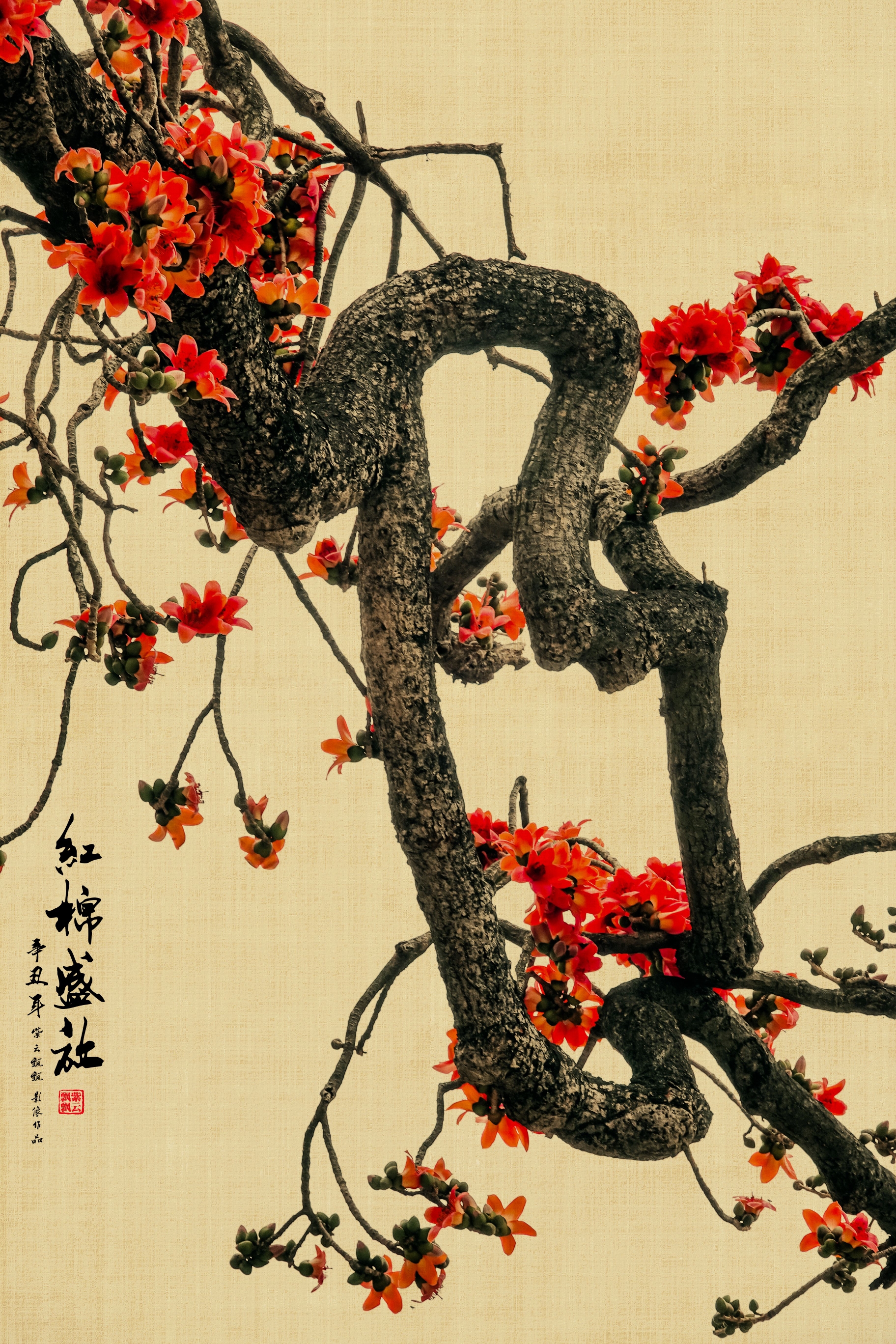 工笔画意摄影~红棉盛放【原创首发】