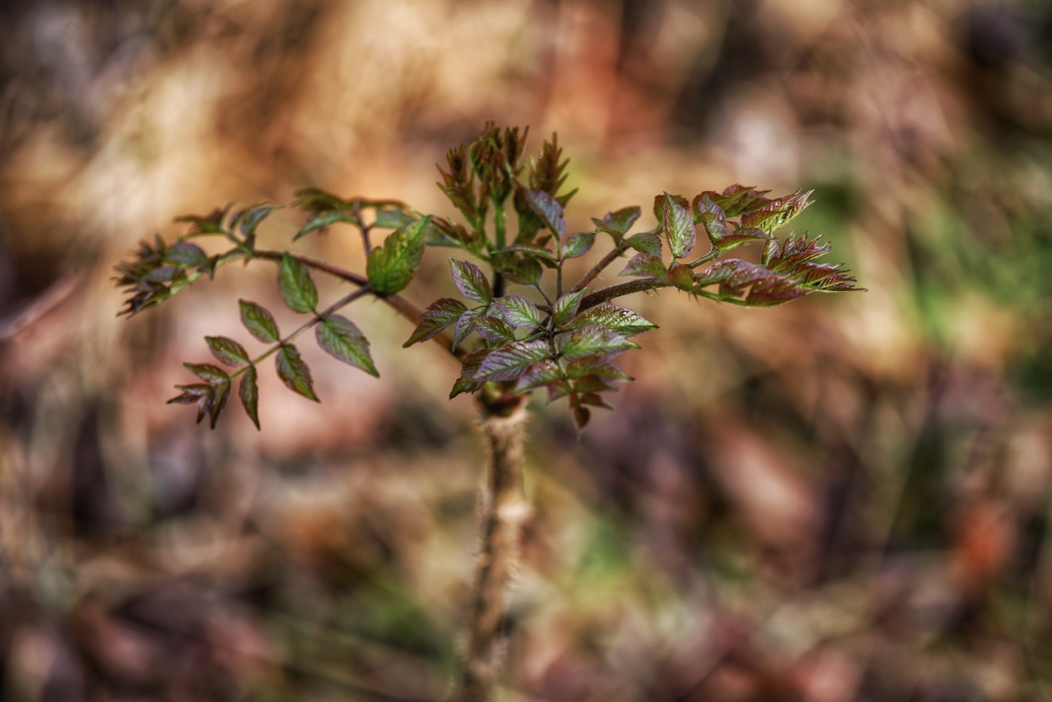 刺老牙在小树杆上成长