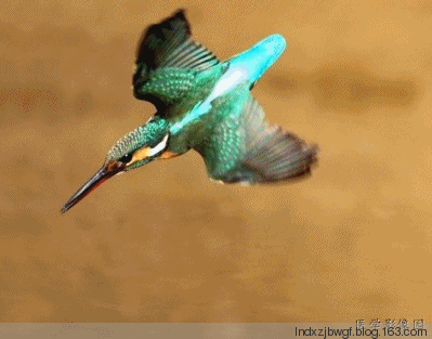 翠鸟捕鱼 动态图图片
