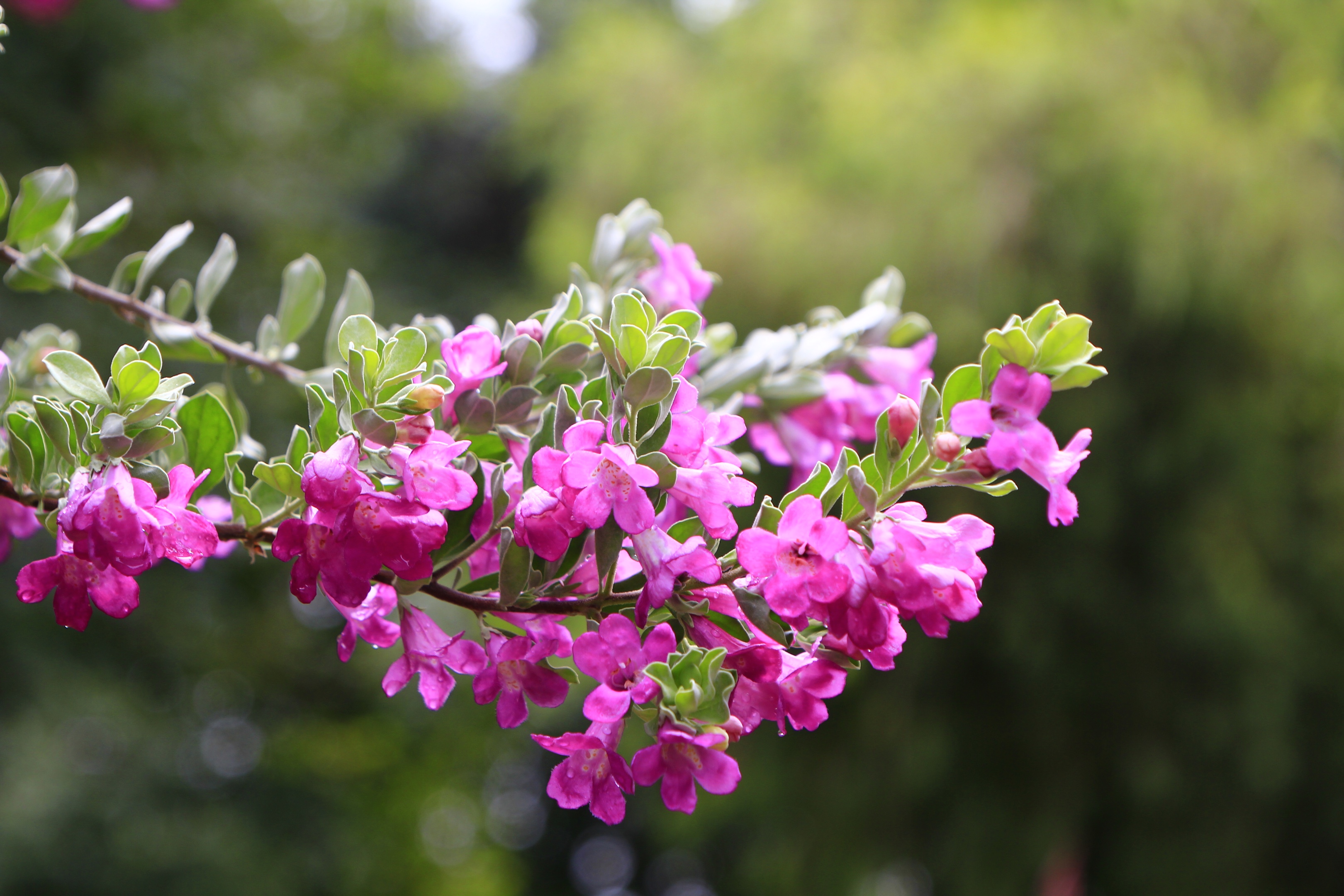 遇见美丽的红花玉芙蓉vv首发